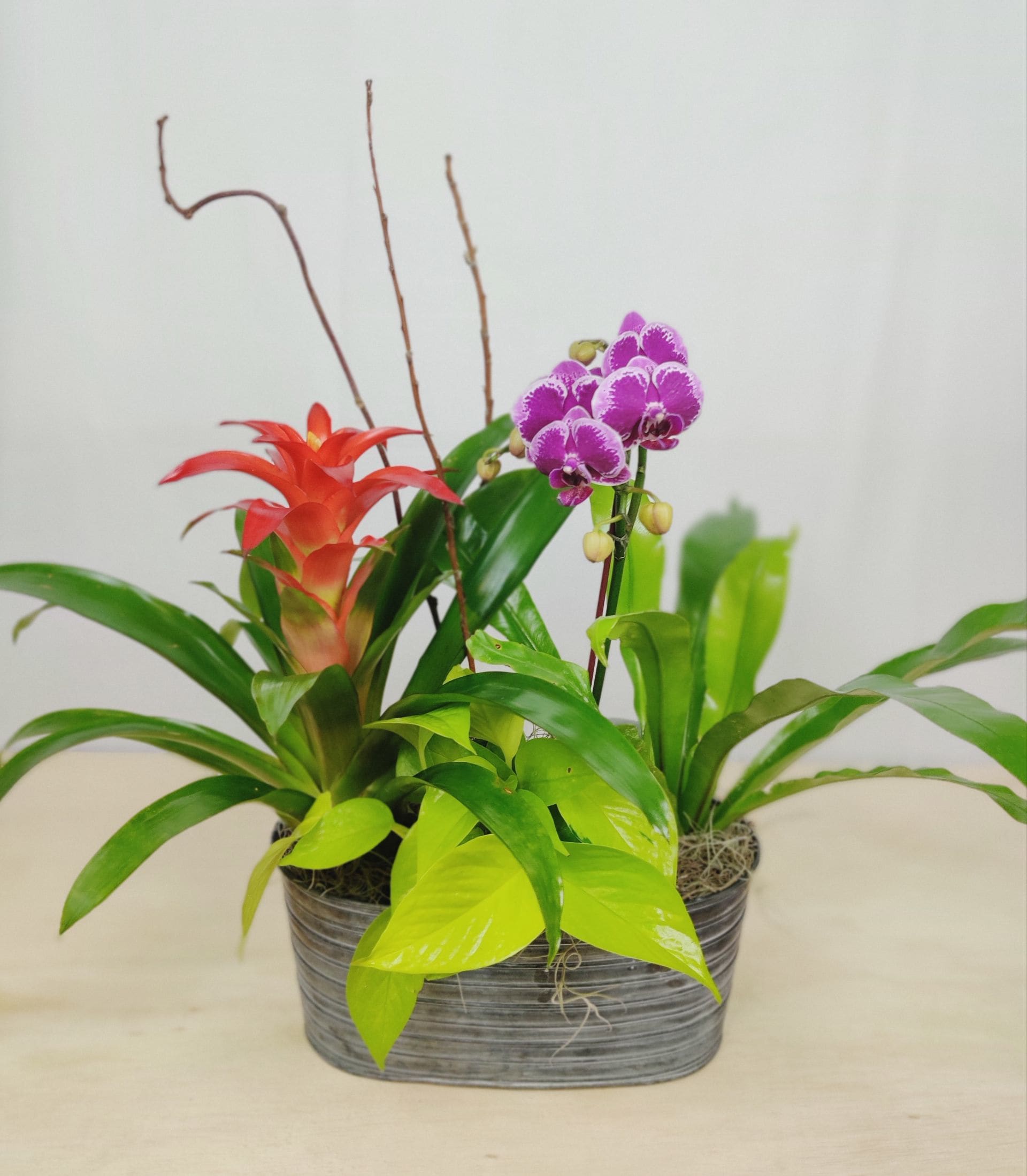 Nana's Florida Garden Nana's Florida Garden - This lush variety of green and blooming plants are sure to bring Nana's garden to life in the most magnificent way! Variety and color of plants may vary. Product ID Nana1 Approximately None"W x None"H