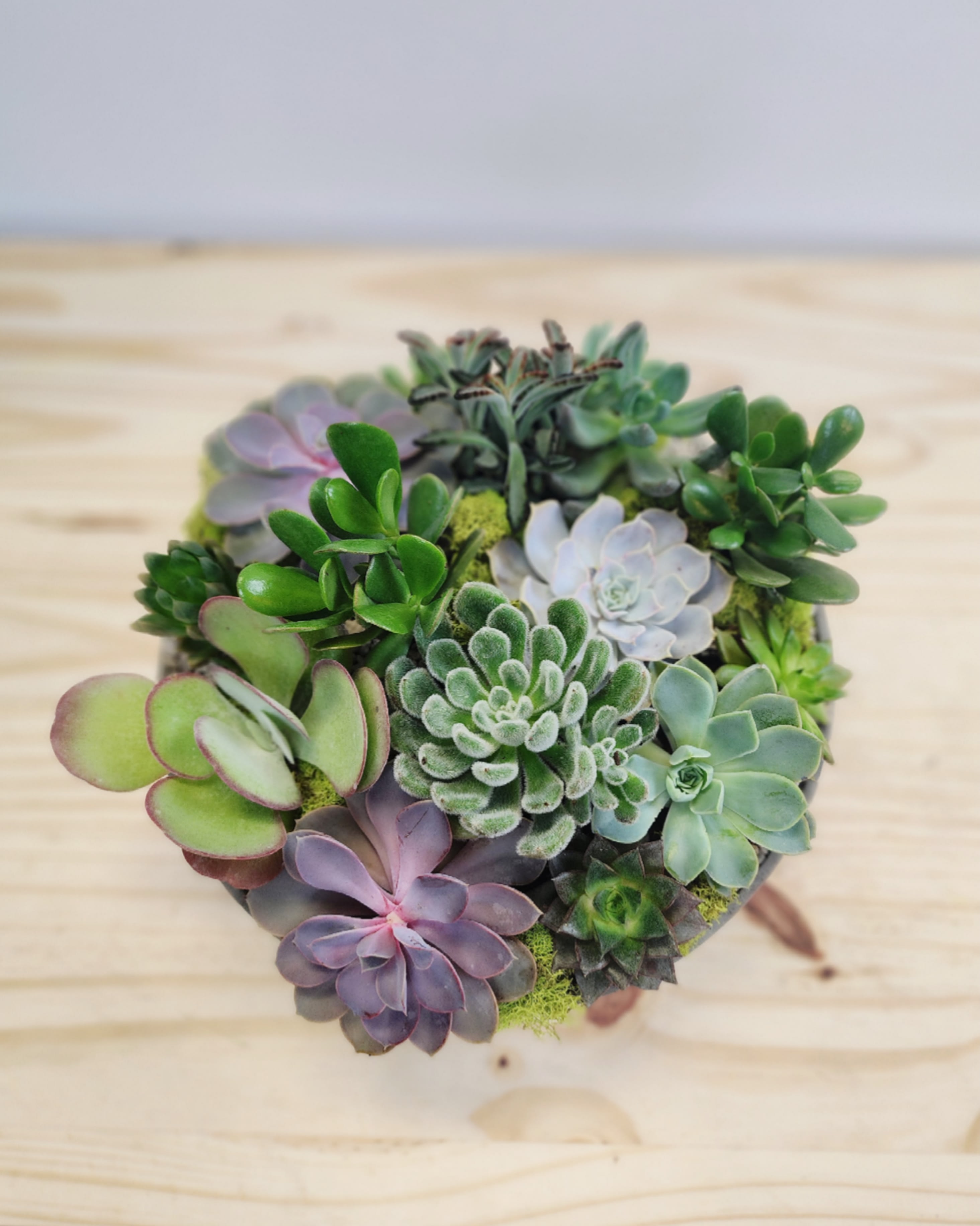 Deluxe Assorted Succulent Bowl Deluxe Assorted Succulent Bowl - Seasonal mix of assorted live succulent plants in 12" diameter bowl.
