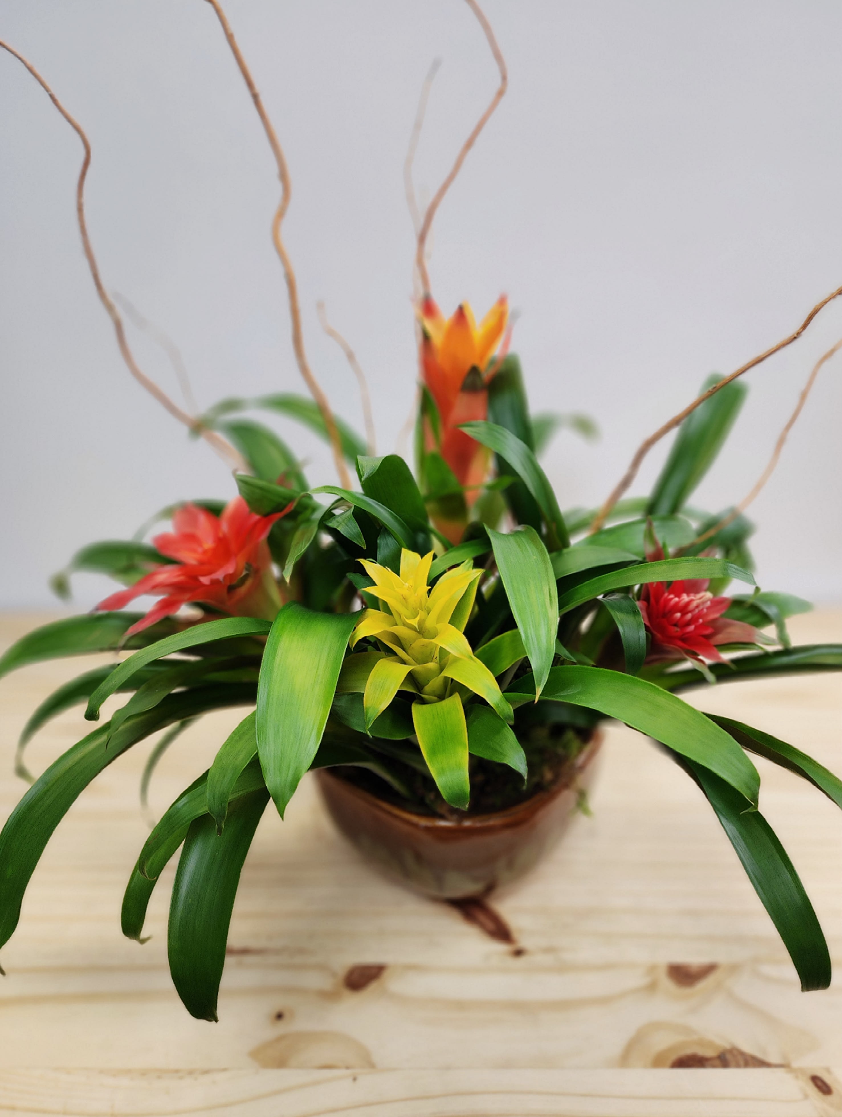 Assorted Bromeliad Planter Assorted Bromeliad Planter - Beautiful assortment of live Bromeliad plants. Different colors and varieties are sure to make a colorful impression. Colors and varieties of plants and pot may vary through the year depending on season. Upgrade with larger pot and more plants. Standard version approx 18" tall x 18" wide as shown