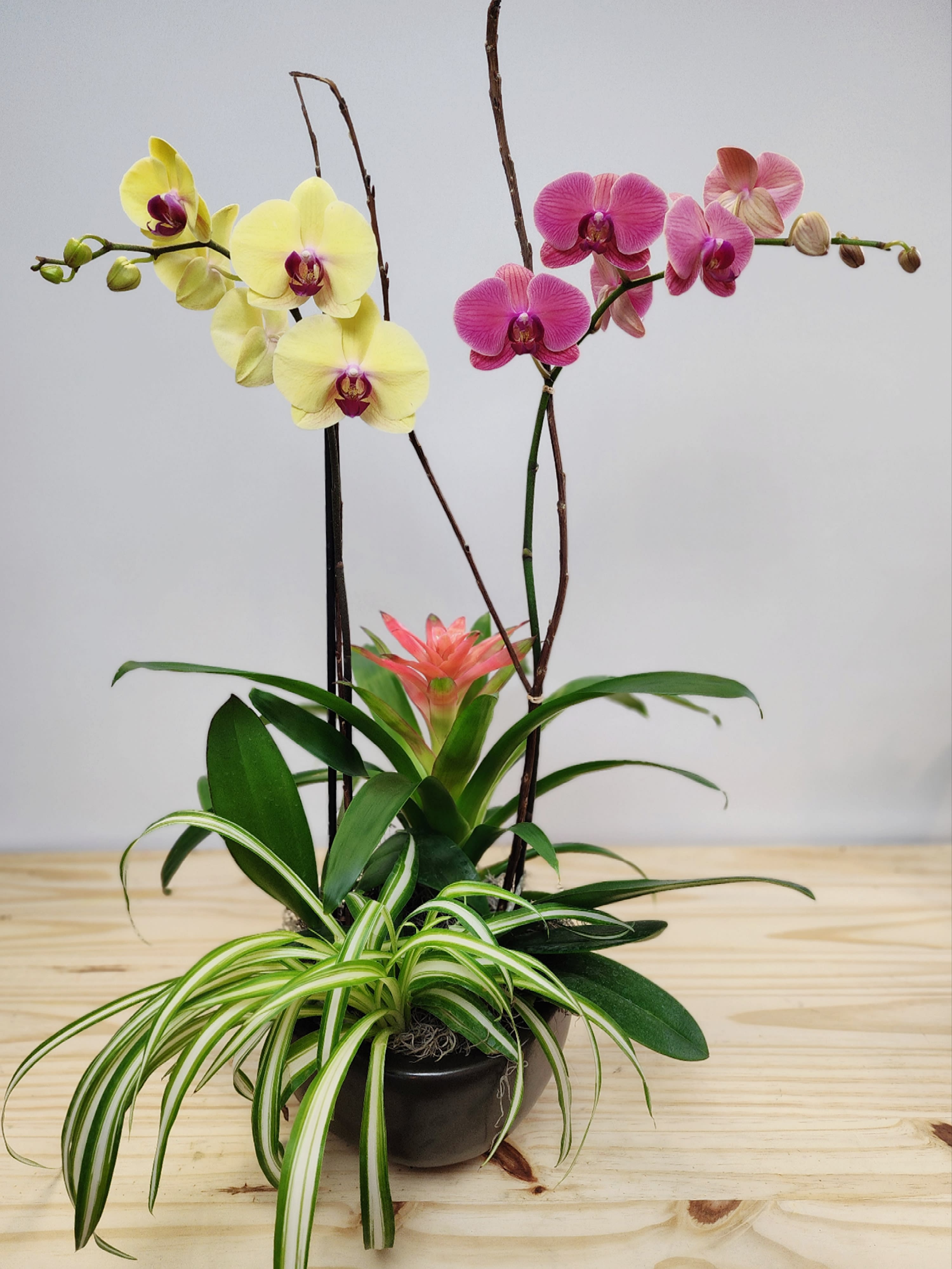 The Colorful Planter The Colorful Planter - Assorted live colored Orchids plants. Finished with a bromeliad and touch of greenery. Perfect for any occasion! Approx 24" - 28" tall. Selection of plants and container may vary depending on season and availability.