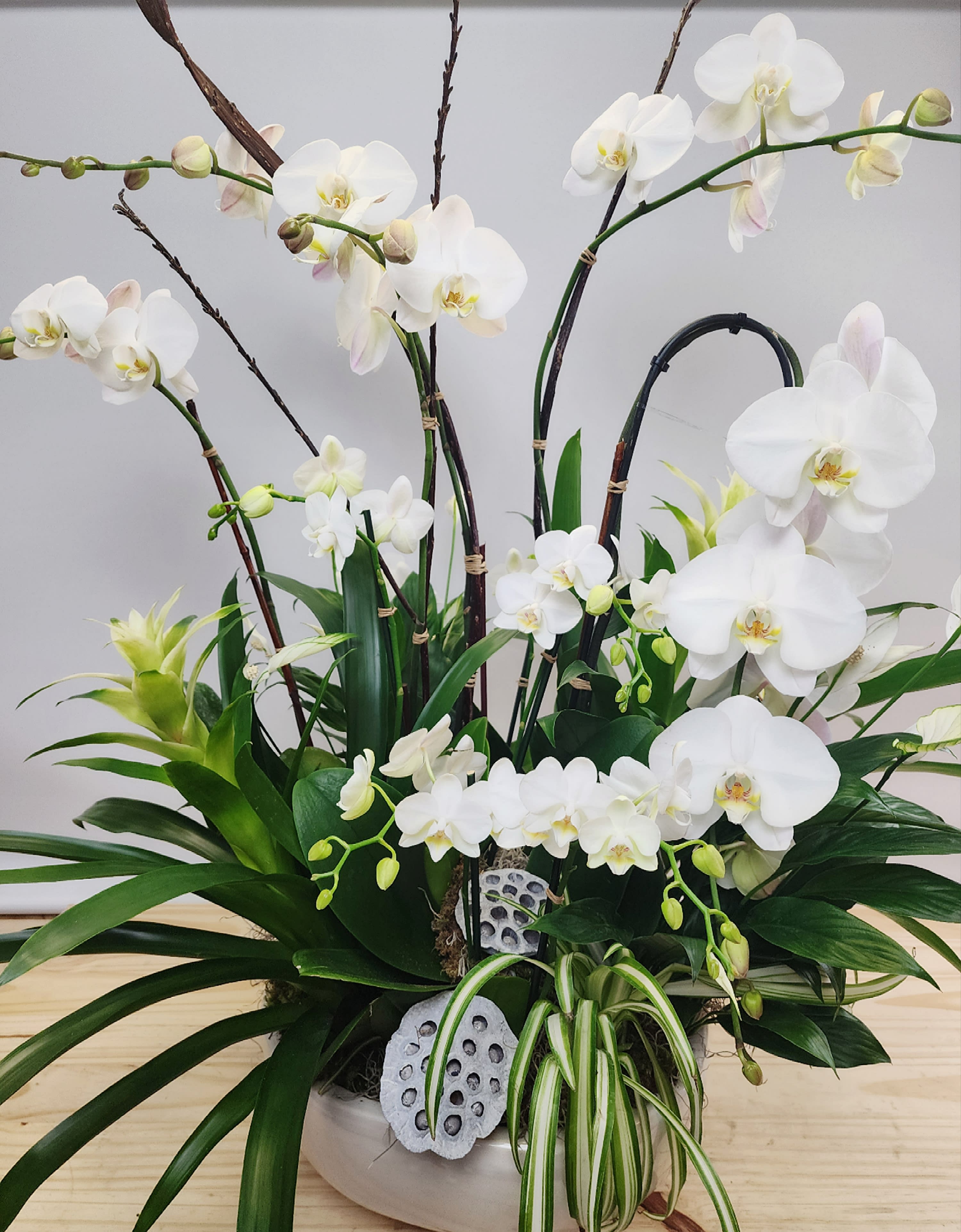 White Orchid Luxe Garden White Orchid Luxe Garden - This arrangement of live white orchid plants with seasonal assorted white and green foliage plants is sure to impress anyone that receives this beauty! Finished with branches and moss this stunner is perfect to impress clients or make a statement for new business openings and services. Plant variety may vary. Approx 32" tall X 28" wide.