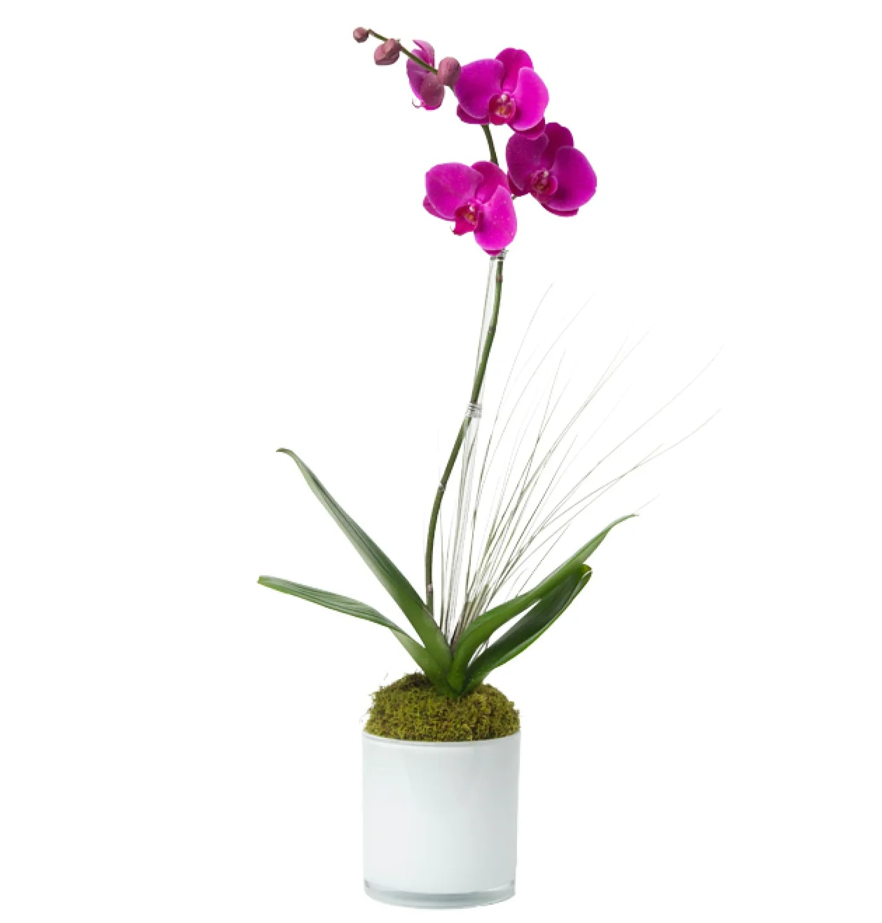 Purple Orchid Plant - A single stem orchid plant beautifully potted with moss in a ceramic potter.  