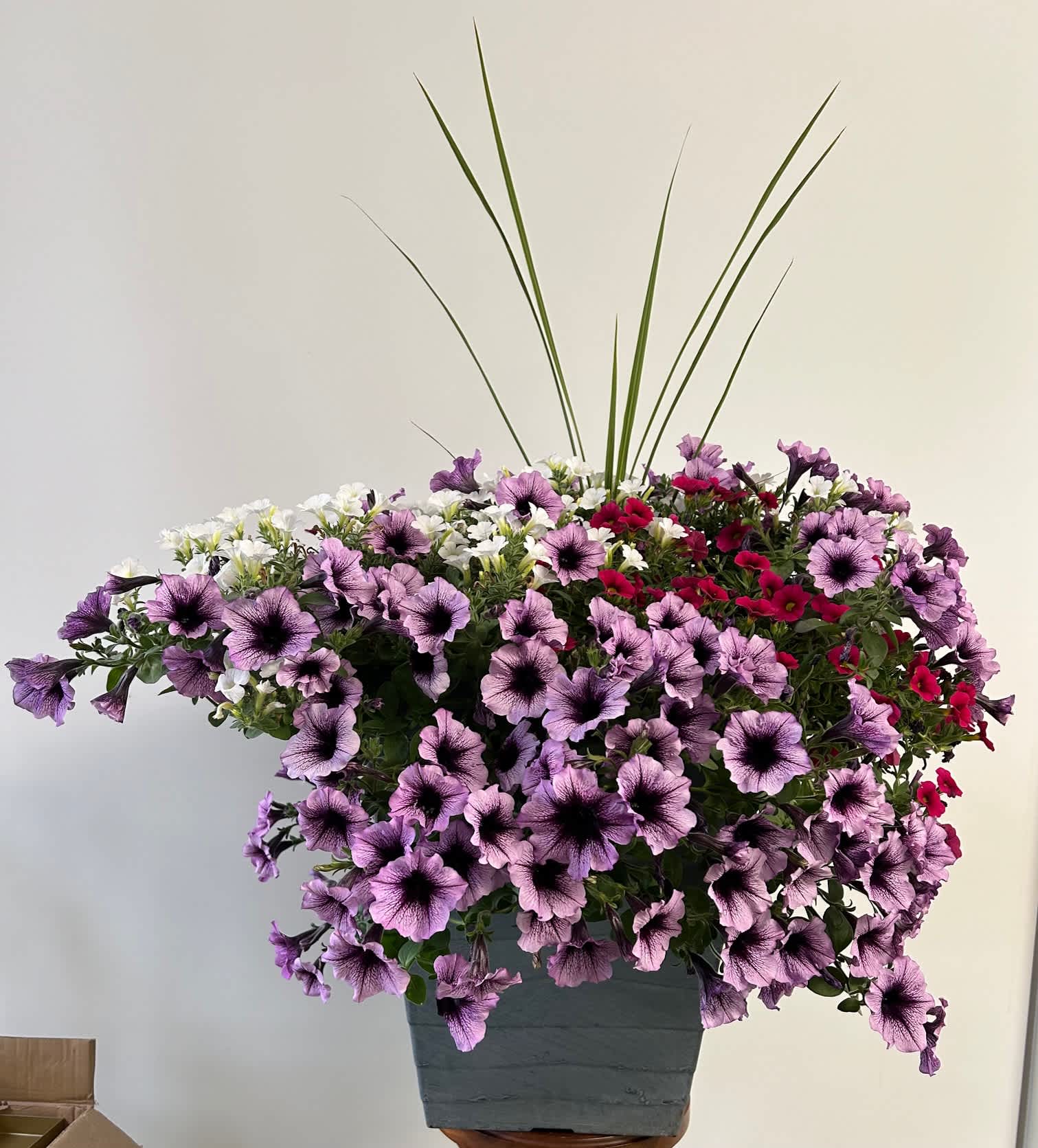 17 1/2 inch square mixed planter - Beautiful mix of annuals in large square pots.  Sunny location preferred with frequent liquid fertilization. (COLORS AND FLOWERS WILL VARY)