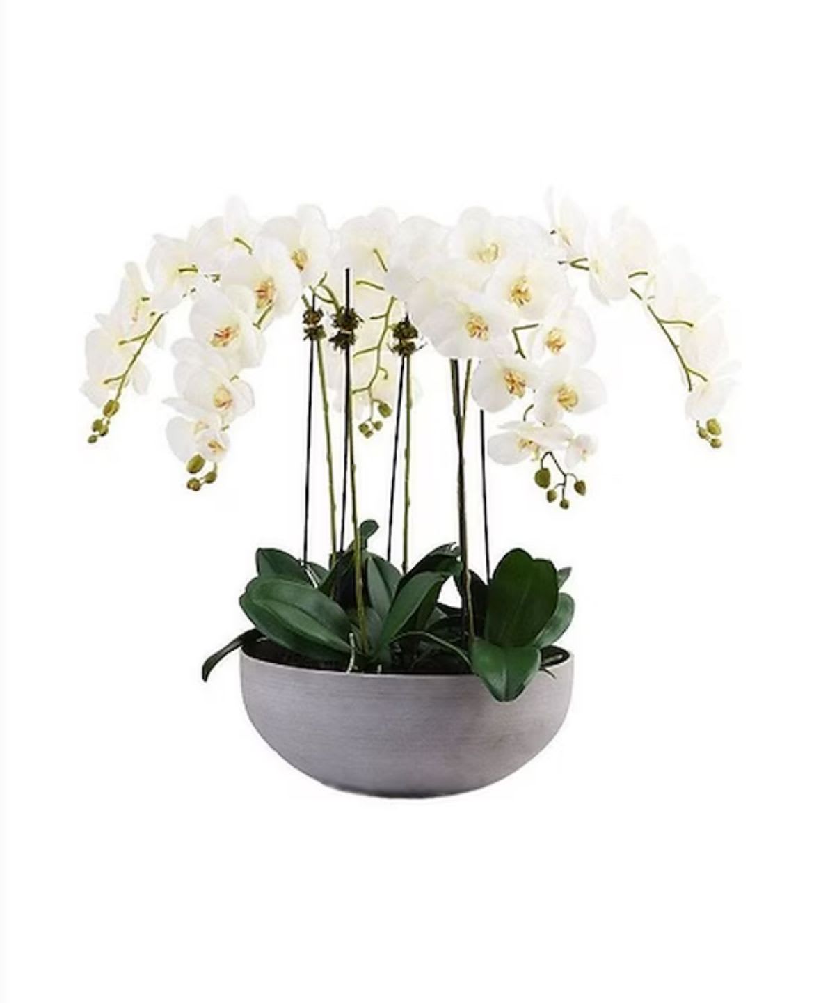 Contemporary Orchids - Amazing set of beautiful phaleanopsis orchids 