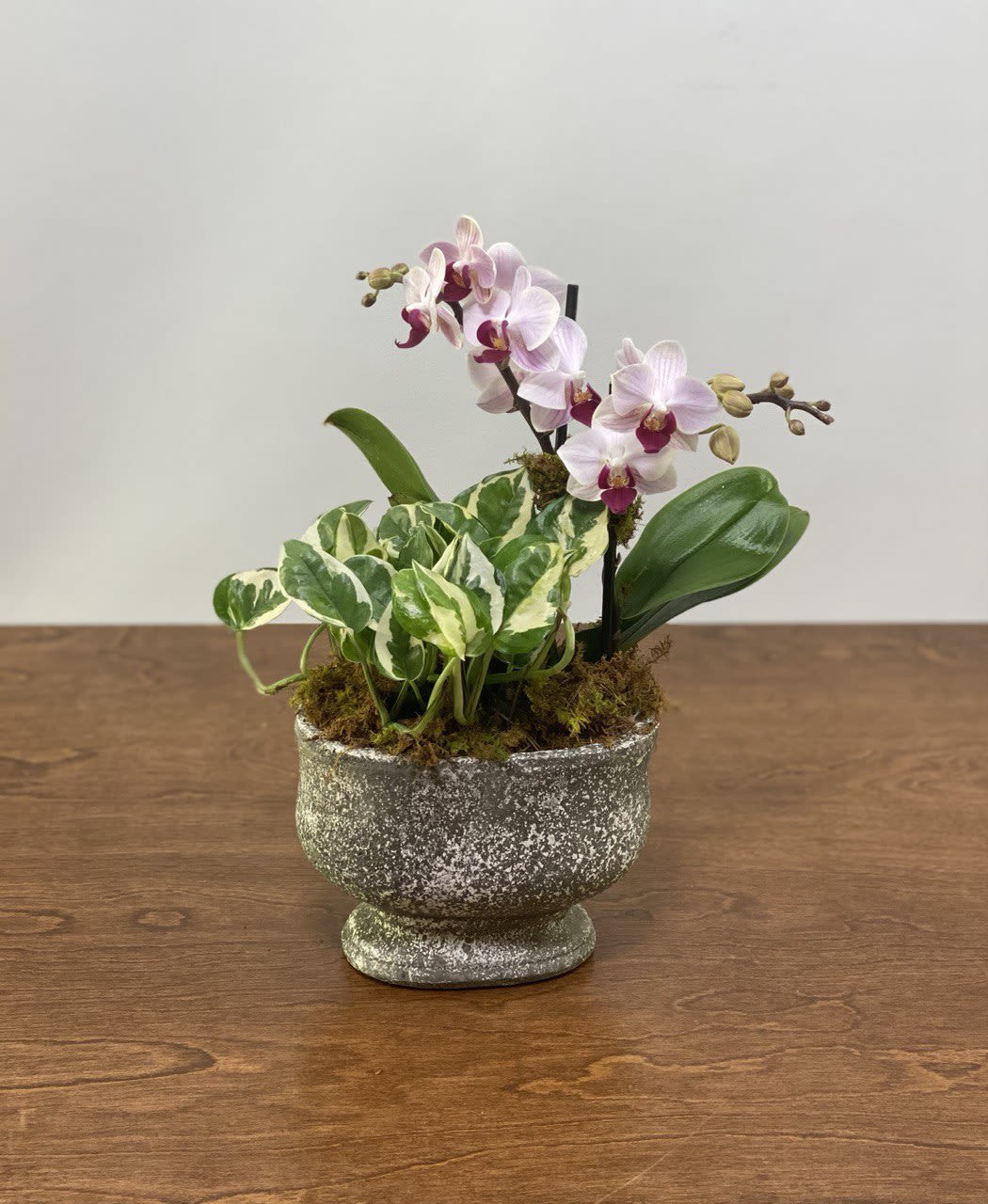Santa Fe Garden Santa Fe Garden - This beautiful small arrangement including a mini double- stem orchid plant and a mini green houseplant is a perfect gift for the plant lover in your life. The orchid is available in white, pink, yellow and occasionally other unique colors. Please call for availability if you would like to hear about the other options we have in store. The houseplant can be replaced with a succulent upon request. Dimensions: 14" tall, 7" wide