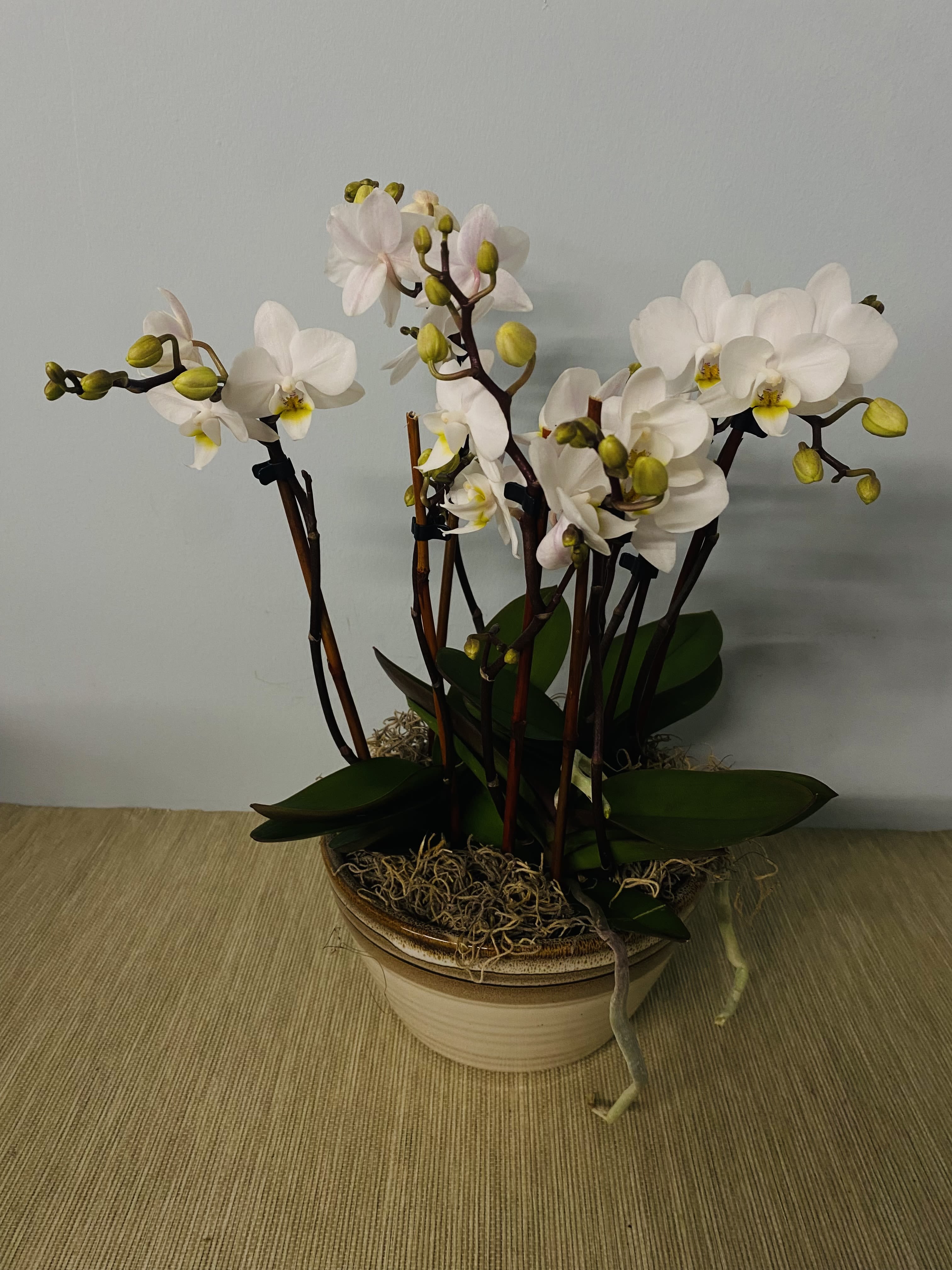 Ivory White Orchid Ivory White Orchid - Multiple White Orchids in a beautiful ceramic vase.