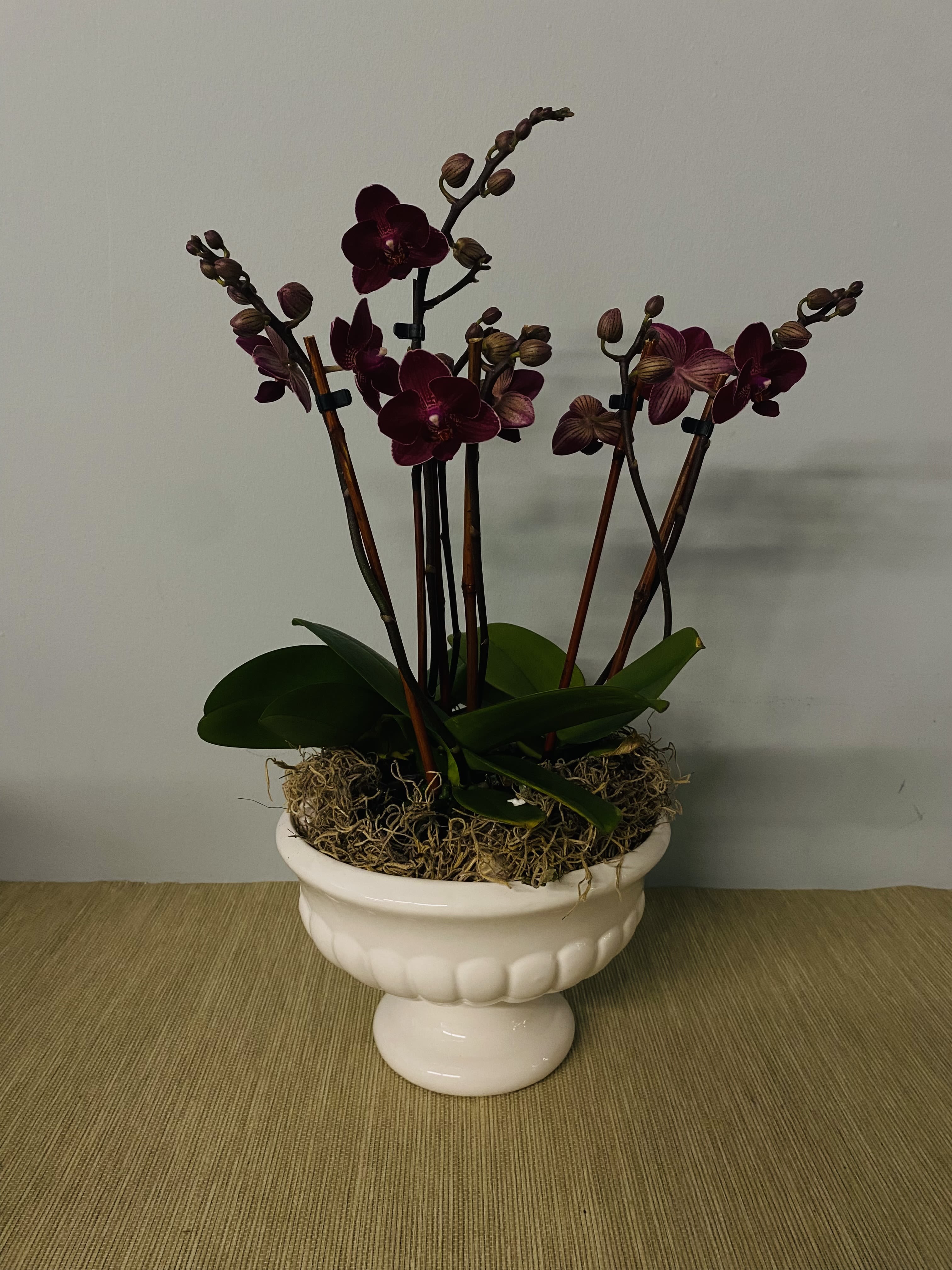 Deep Magenta Orchid Deep Magenta Orchid - Multiple Purple Orchids in a brilliant ceramic vase.