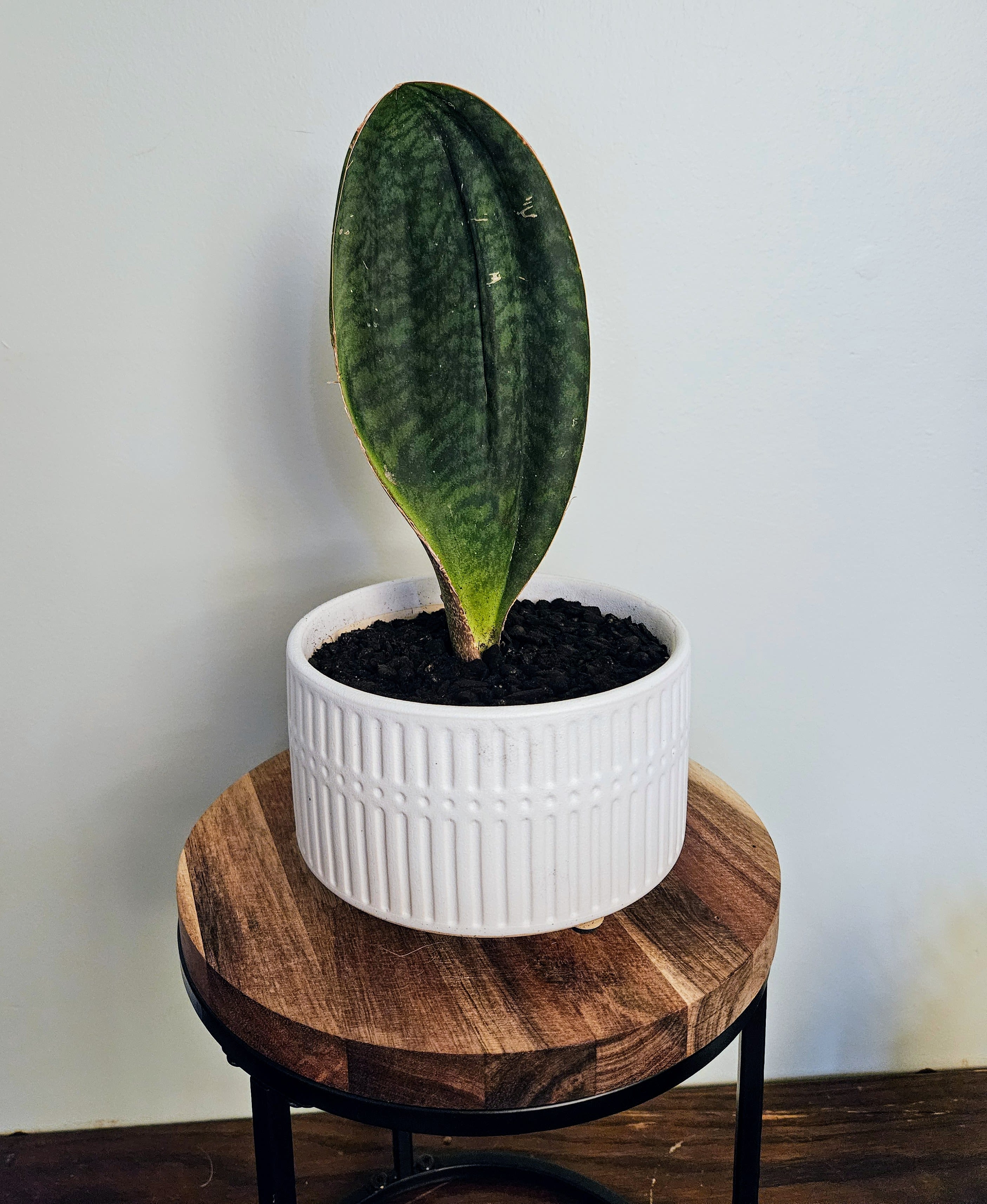 Whalefin Sansevieria - 6 Inch ceramic pot Whalefin Sansevieria - 6 Inch ceramic pot - Bright indirect light preferred but tolerates lower light. Water only when quite dry. Normal household humidity. Toxic to pets. Can reach up to 36 inches!