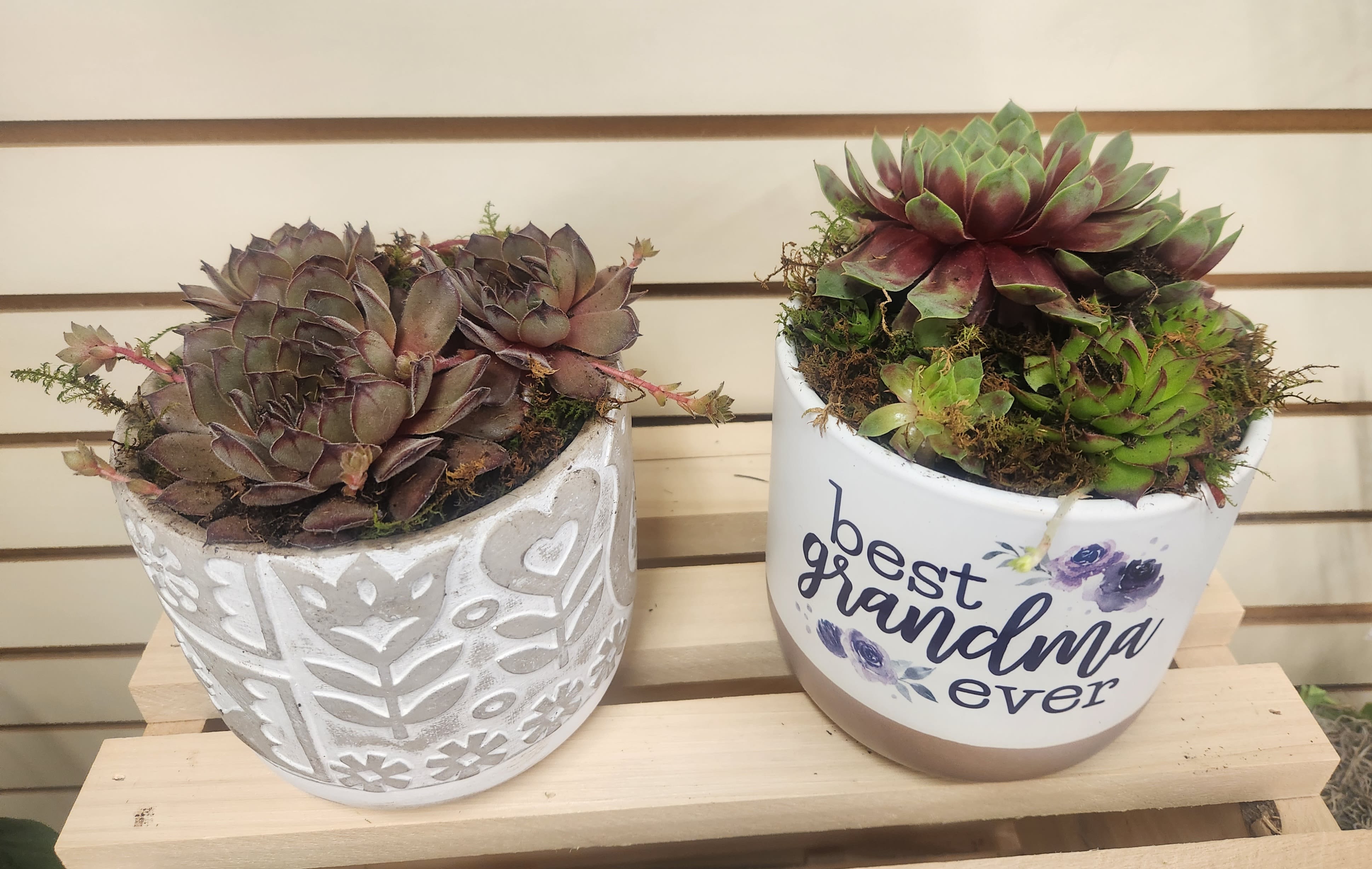 Hen and Chick succulant pot Hen and Chick succulant pot - your choice of pot done up with hen & chicks succulants