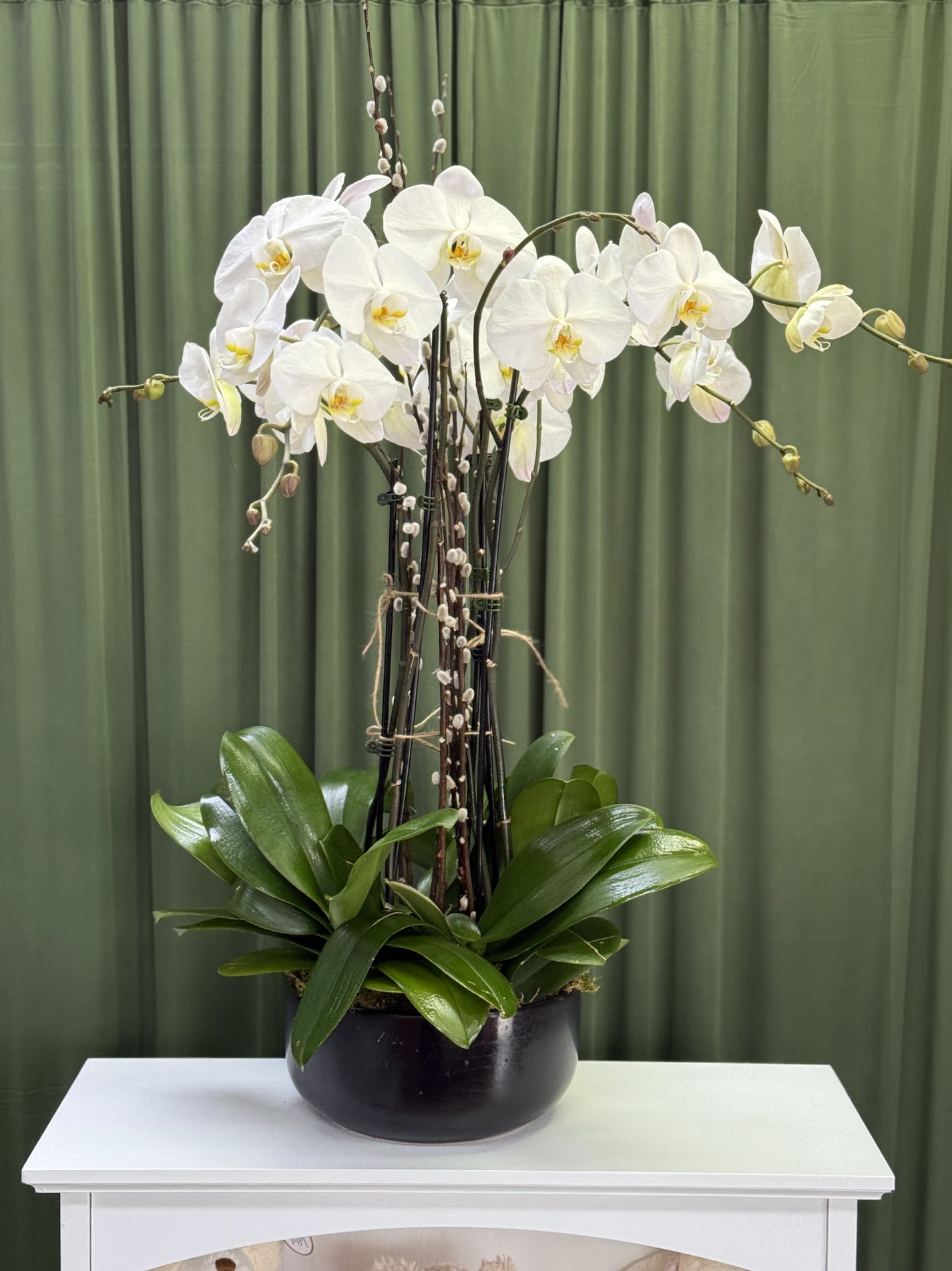 Valencia{Ph} Valencia{Ph} - Beautiful ,always looks impeccable, composed 4 white orchids.