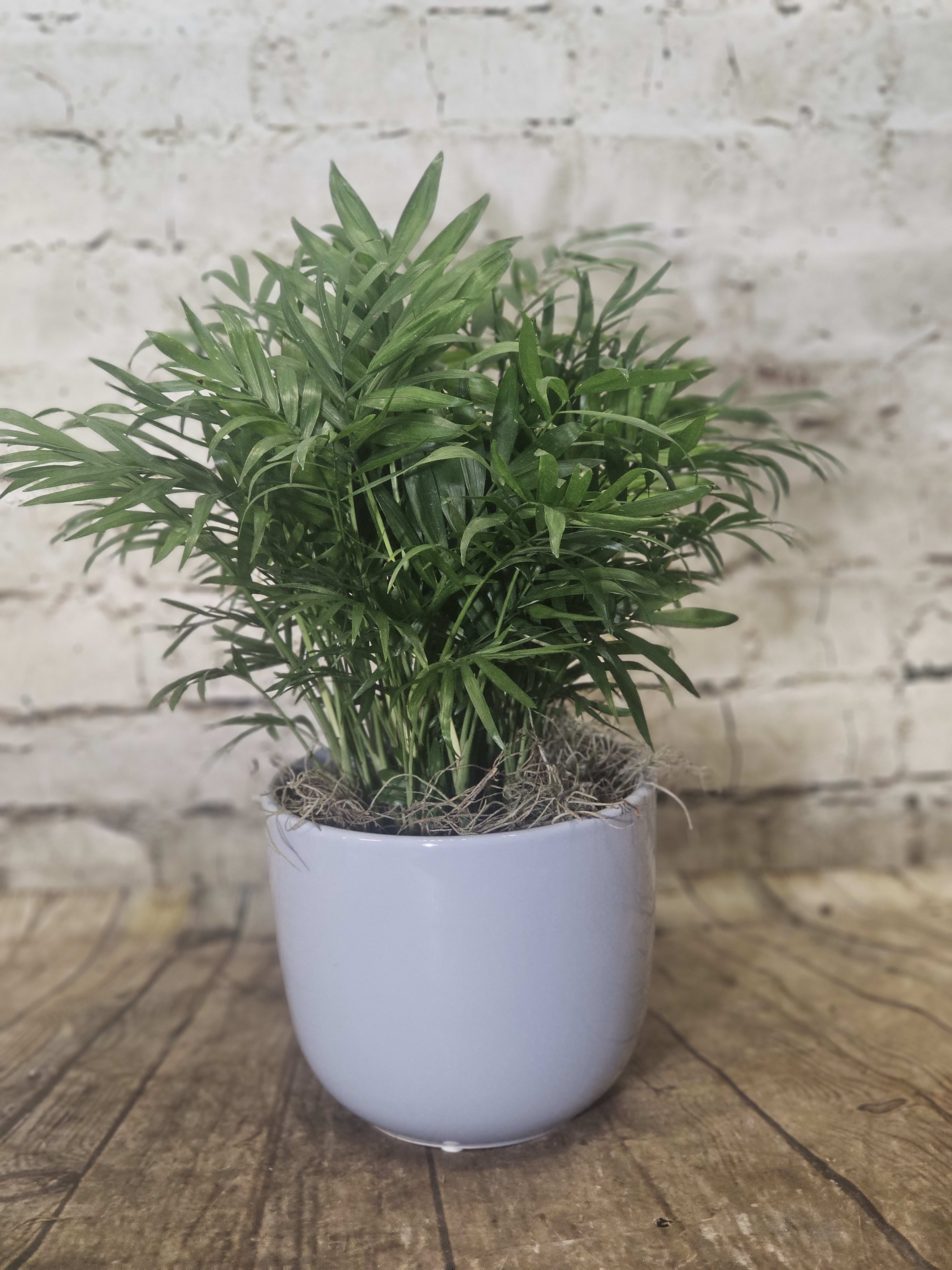 Feathery Palm Plant - Neanthe bella or parlor palm is prized for its display of many fronds. Easy to care for it makes a great gift for beginners and plant enthusiasts alike.   A six inch growers pot is displayed in a soft blue ceramic cache pot.    -indirect light.  Avoid bright light.  -water when dry -safe for pets