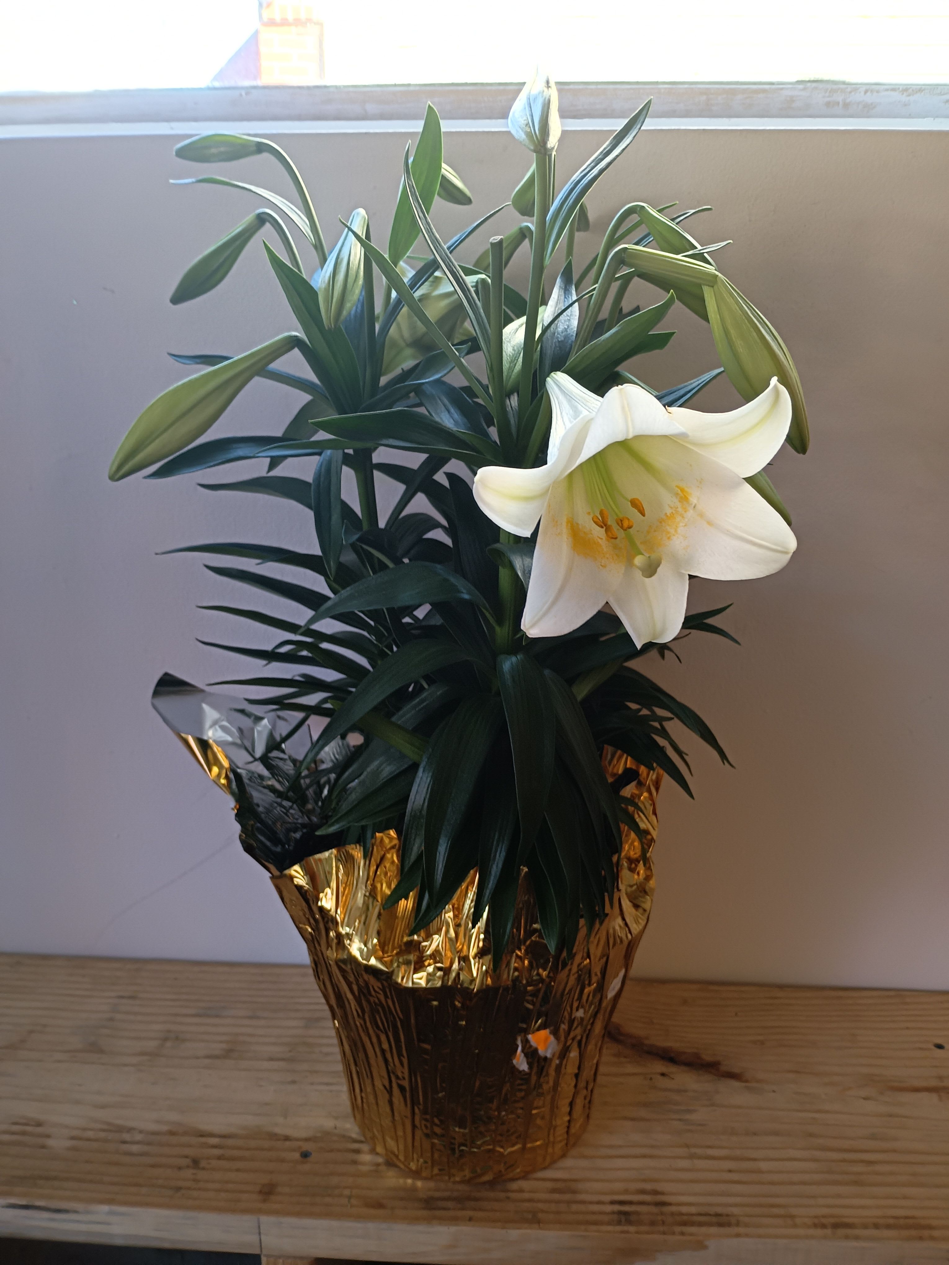 Easter lily plant - Comes in 3 sizes - one blooming plant ( three to for blooms) in a pot, two and three blooming plants in a pot