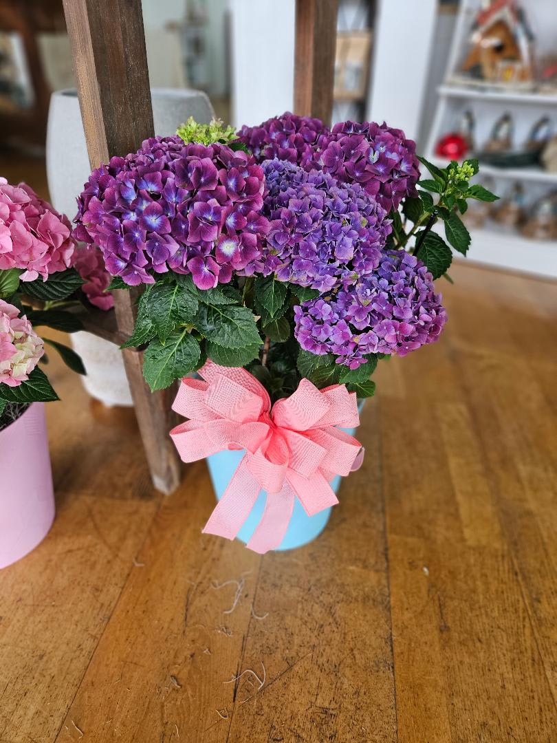 Blooming Hydrangea Plant - Our Blooming Hydrangea Plant Is Sure To Please The Flower And Plant Lover In Your Life! Colors May Vary Upon Availability.