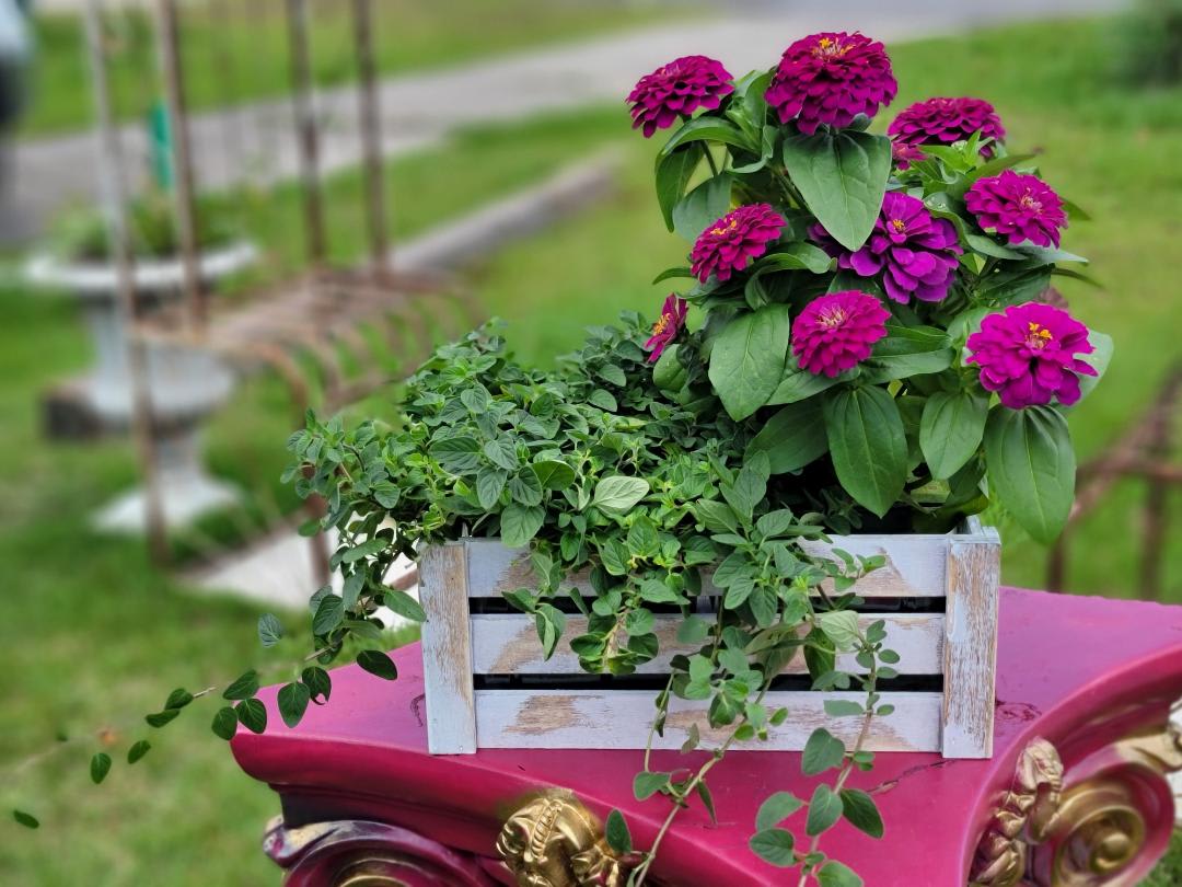 Farmer's Fancy - A wonderful pairing of locally grown plants and flowers to bring someone you love delight!