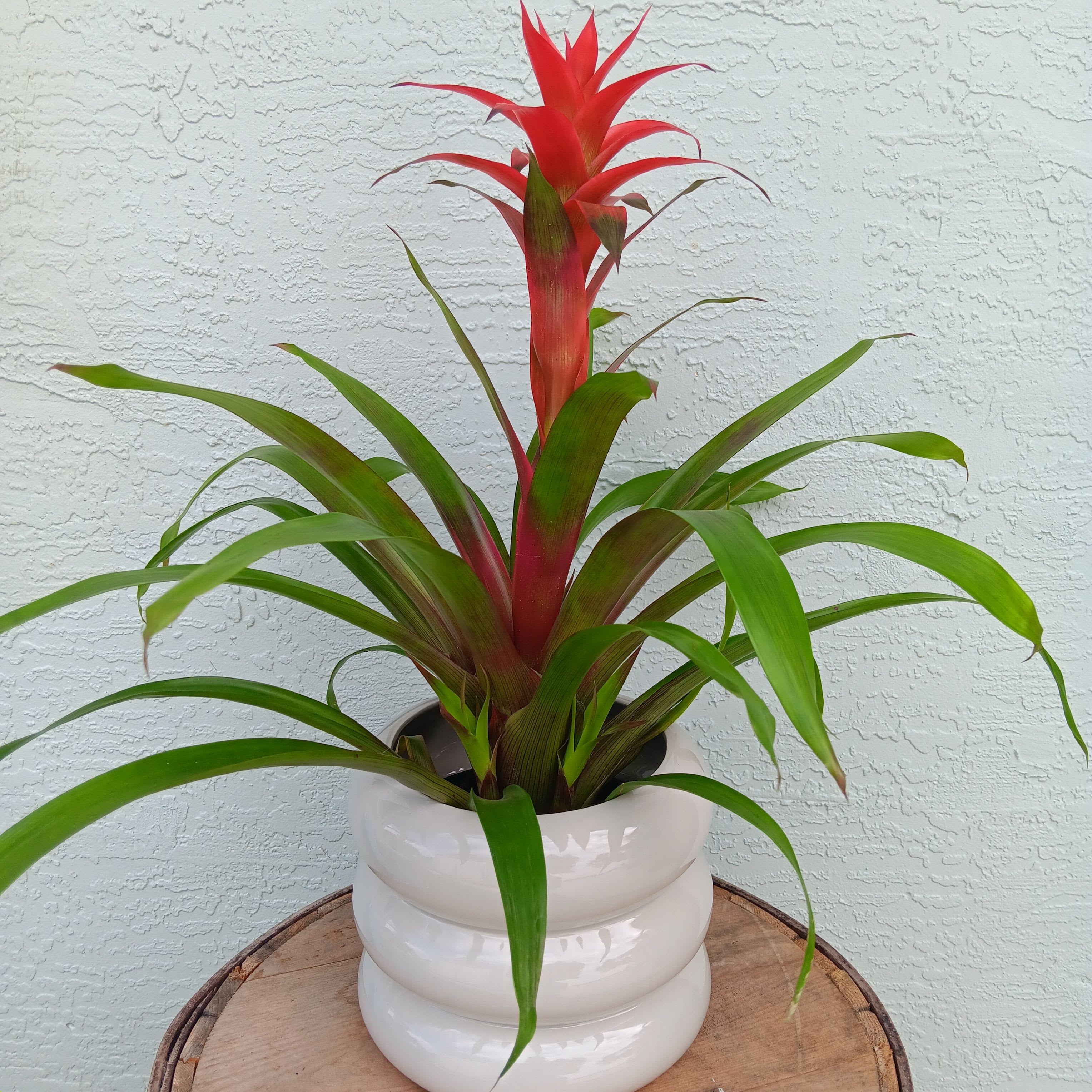 Bromeliad Bromeliad - This exotic bromeliad plant is perfect for celebrating any occasion, whether a birthday, anniversary, or holiday. Easy to care for, this tropical houseplant prefers bright indirect light, moist soil, and higher humidity levels.