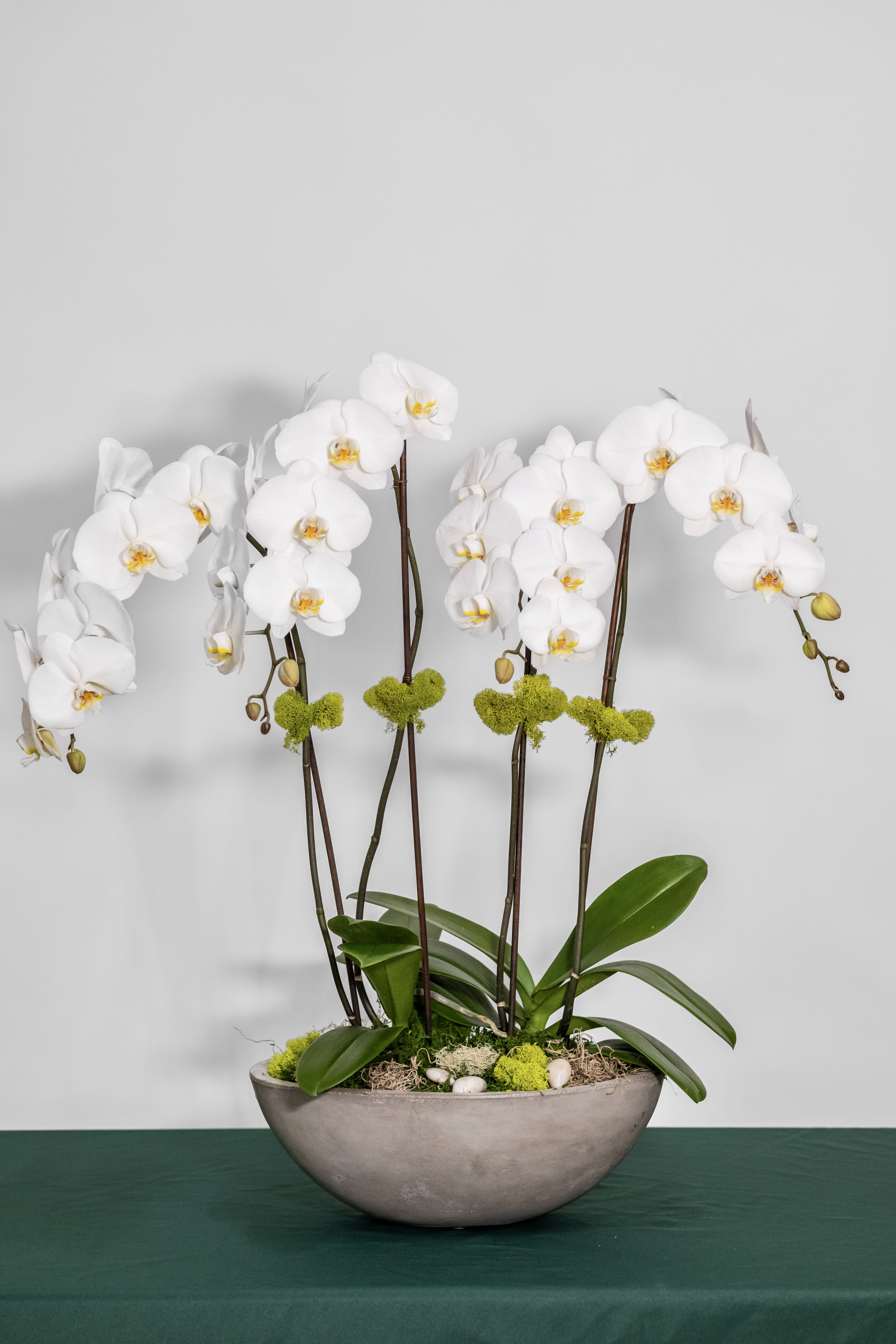 White Orchid Garden White Orchid Garden - A stunning collection of white phalaenopsis orchids gathered in a classic ceramic container.