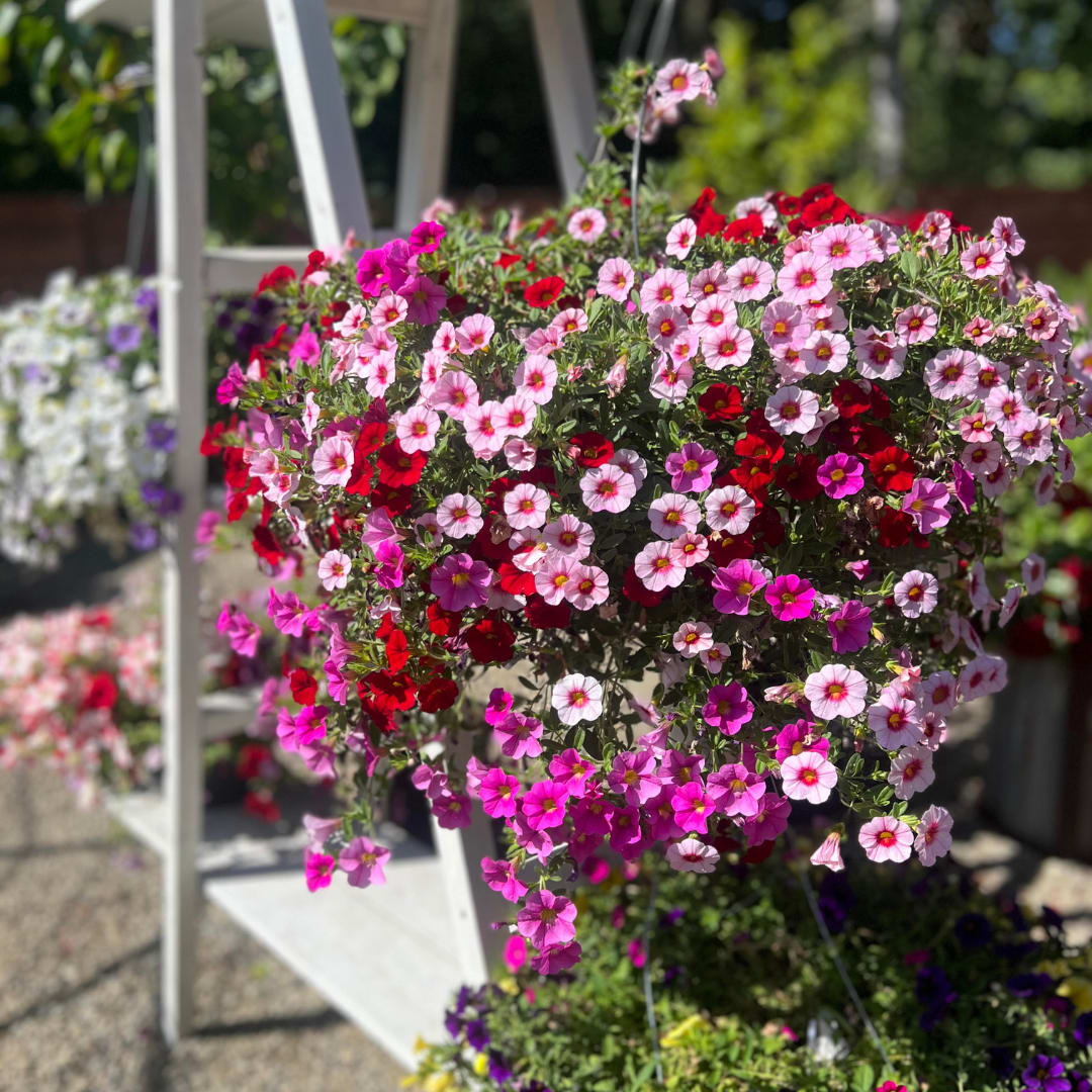Petunia Hanging Basket 10 inch - Surprise your loved ones with the gift of summer's beauty with a hanging floral basket! Their stunning color arrangements are the perfect addition to any outdoor space and are a constant reminder of your love!