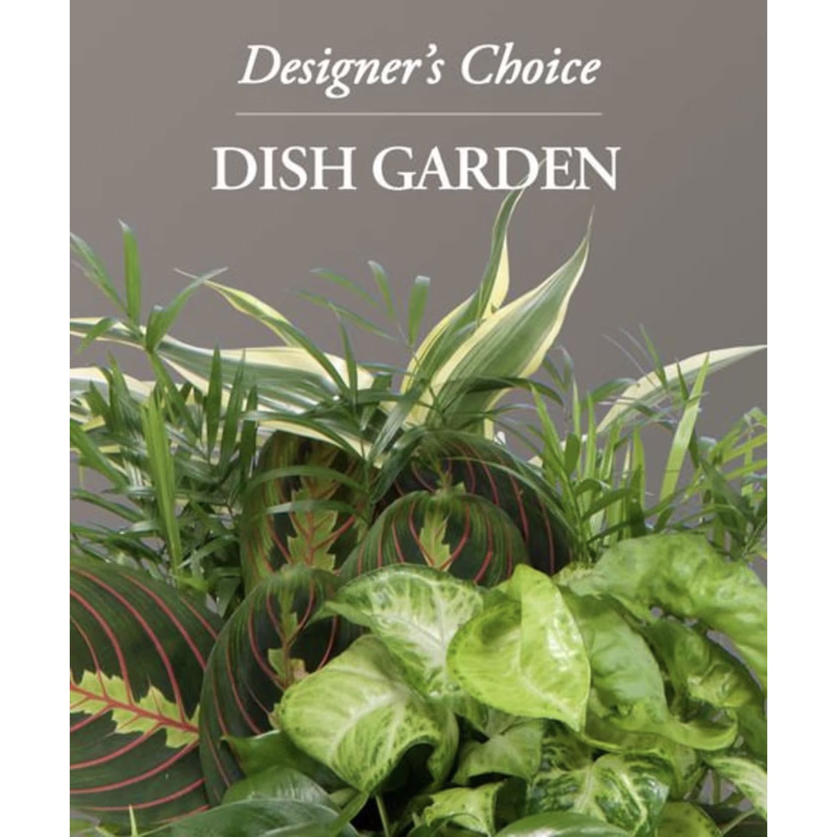 Designers Choice Dishgarden - Our designers will pick an assortment of the nicest foliage plants artfully arranged in a basket, box or ceramic container. When appropriate blooming plants may be incorporated. 