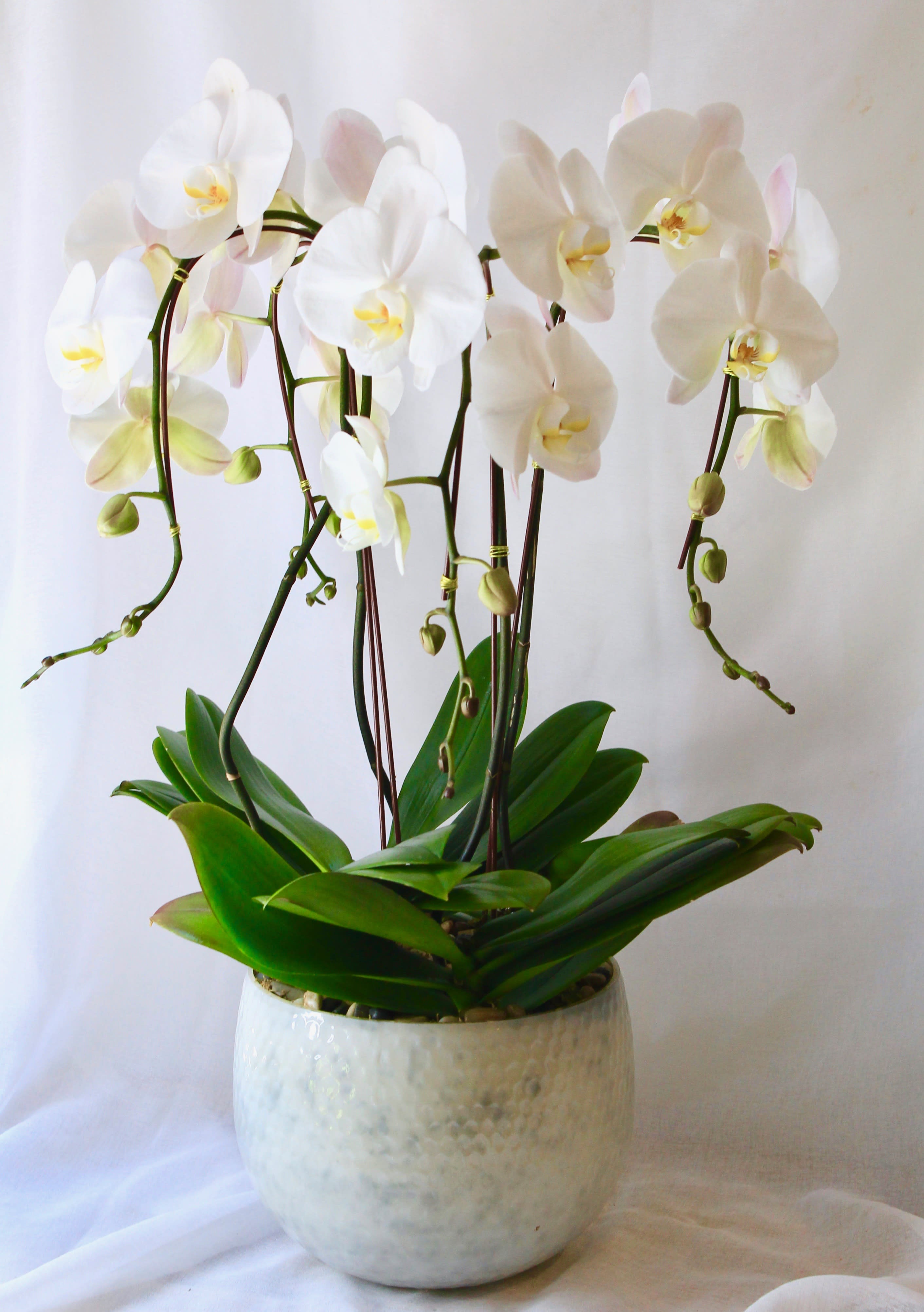 Diva Orchid Diva Orchid - White waterfall orchids in beautiful ceramic vase. (VASE WILL VARY FROM PHOTO) Please let us know if you would like white, black or Glass vase. Each vase is unique.