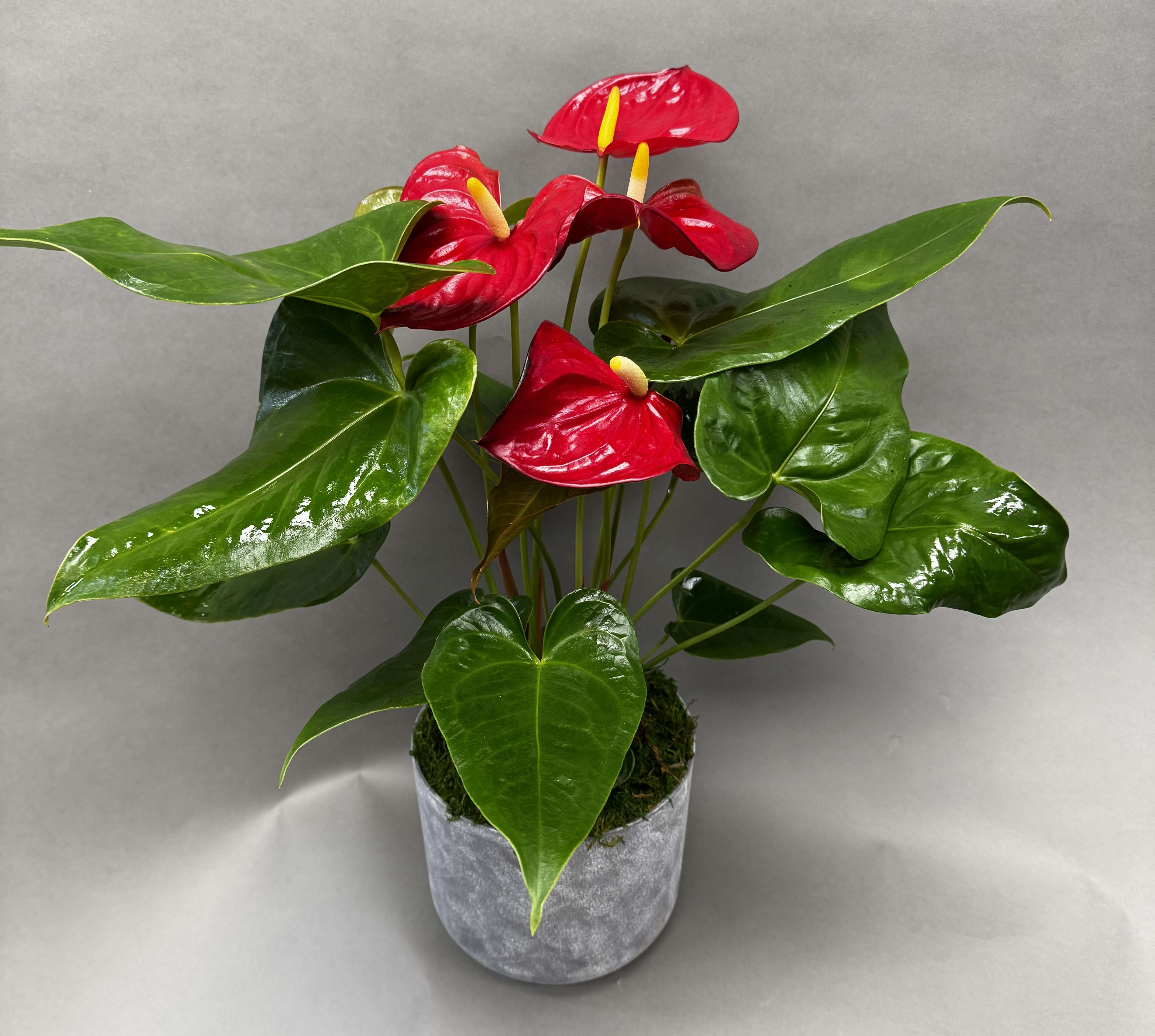 Anthurium plant - With a tropical flair and lots of colorful heart shaped blooms, this beautiful plant will give joy for years to come. Easy to care for and great for the So-Cal climate.  Arrives dressed for the occasion in a grey plastic pot.  We reserve the right to select the most beautiful plant for your order, colors may vary with availability. 