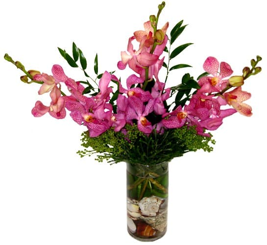 Mokara Orchids and Sea Shells Vase Mokara Orchids and Sea Shells Vase - Send a hint of tropical breezes with this casual vase arrangement of long-lasting Mokara Orchids, fresh garden greens and seashells. The perfect table-top get-away in lavender pinks. Take advantage of our arrangement size upgrade options to make this floral gift a memorable one. Standard size is approximately 7in (W) x 14in (H). Deluxe and Premium versions are larger and feature more Mokara Orchids. Standard – 3 Stems of Mokara Orchids, Fresh Garden Greens and Seashells - 4in (W) Cylinder Vase Deluxe – 5 Stems of Mokara Orchids, Fresh Garden Greens and Seashells - 4in (W) Cylinder Vase Premium – 10 Stems of Mokara Orchids, Fresh Garden Greens and Seashells - 6in (W) Cylinder Vase Care Tips: Place your bouquet in a cool location. Don't put the arrangement in direct sunlight, near heating or cooling vents, in drafty places, directly under ceiling fans, or on top of televisions or radiators. Check water level daily, keep the vase full with clean water. Change water every 2-3 days and apply a sharp fresh cut to the stems. This process will insure extended flower's life span.