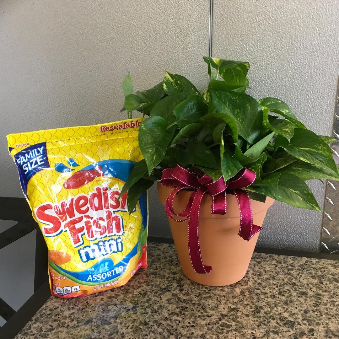 Green Plant &amp; Swedish Fish - As shown