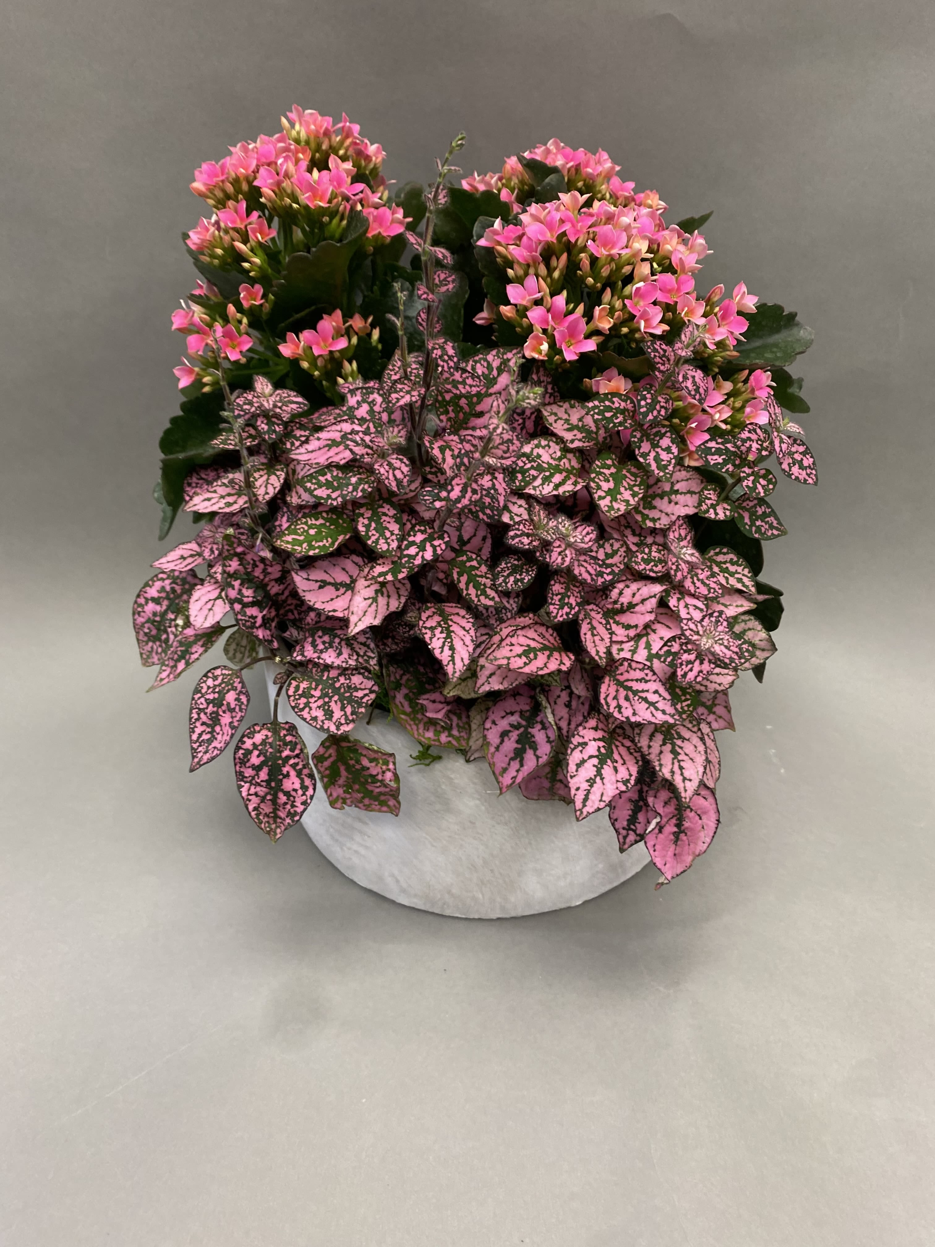 Hot Pink Garden - Hot pink blooms with hot pink splash plants in a white wash container. 