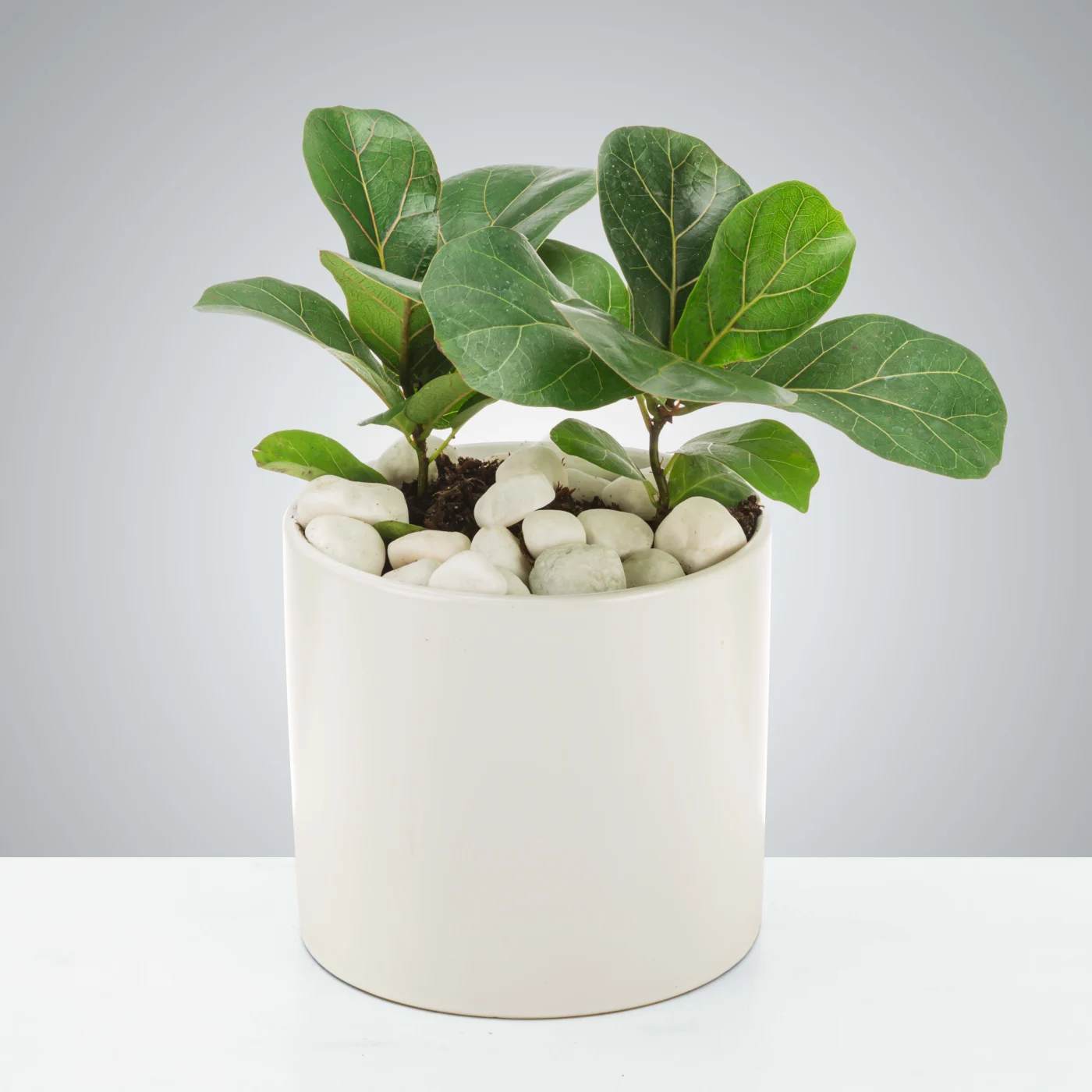 Baby Fig Tree by BloomNation™ Baby Fig Tree by BloomNation™ - Baby fig trees need lots of light and a deep watering once a week if in a dry climate! These are a classic present and is sure to please! Send one to celebrate earth day or as a housewarming gift.