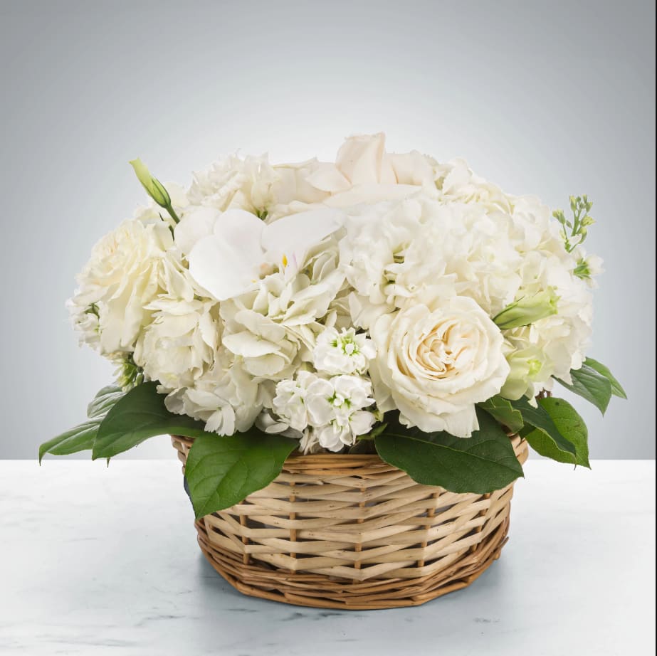 Lace by BloomNation™ Lace by BloomNation™ - Send this all-white arrangement to the family's home to let them know you are thinking of them in their time of loss. Featuring white hydrangea, and white orchids this pure white arrangement is a classic sympathy arrangement. Approximate Dimensions: 11"D x 11"H