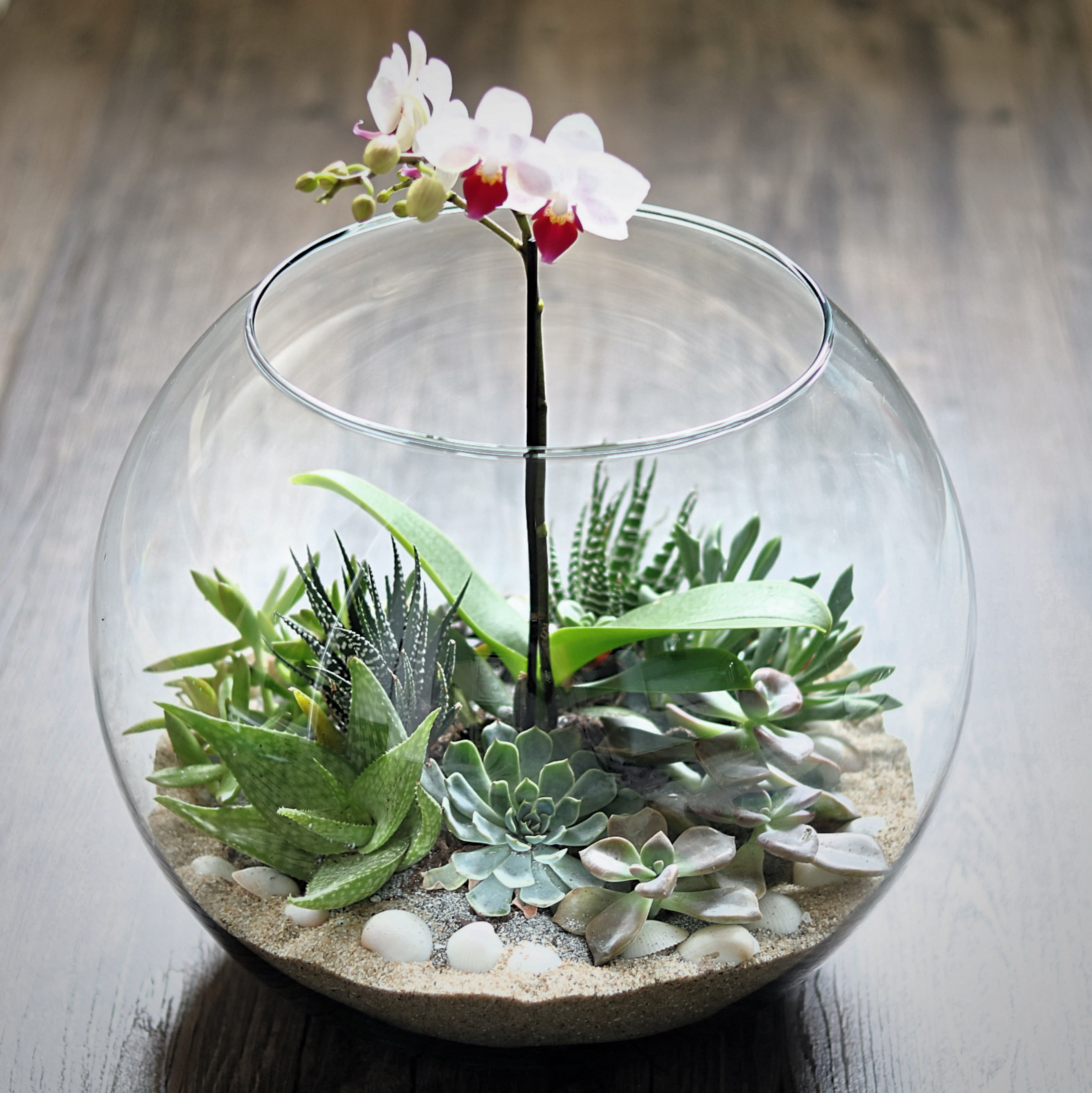 exotic bubble exotic bubble - This terrarium features a lush, exotic array of succulents and mini orchid arranged in a round glass fish bowl. Beneath the plants is a base composed of smooth send and shells. Known for their hardy longevity and low maintenance, succulents and air plants will complement any décor! Handwritten card is included. Send the most beautiful flowers for that special someone. Next day delivery available to Tequesta, Jupiter, Palm Beach Gardens and Palm Beach.