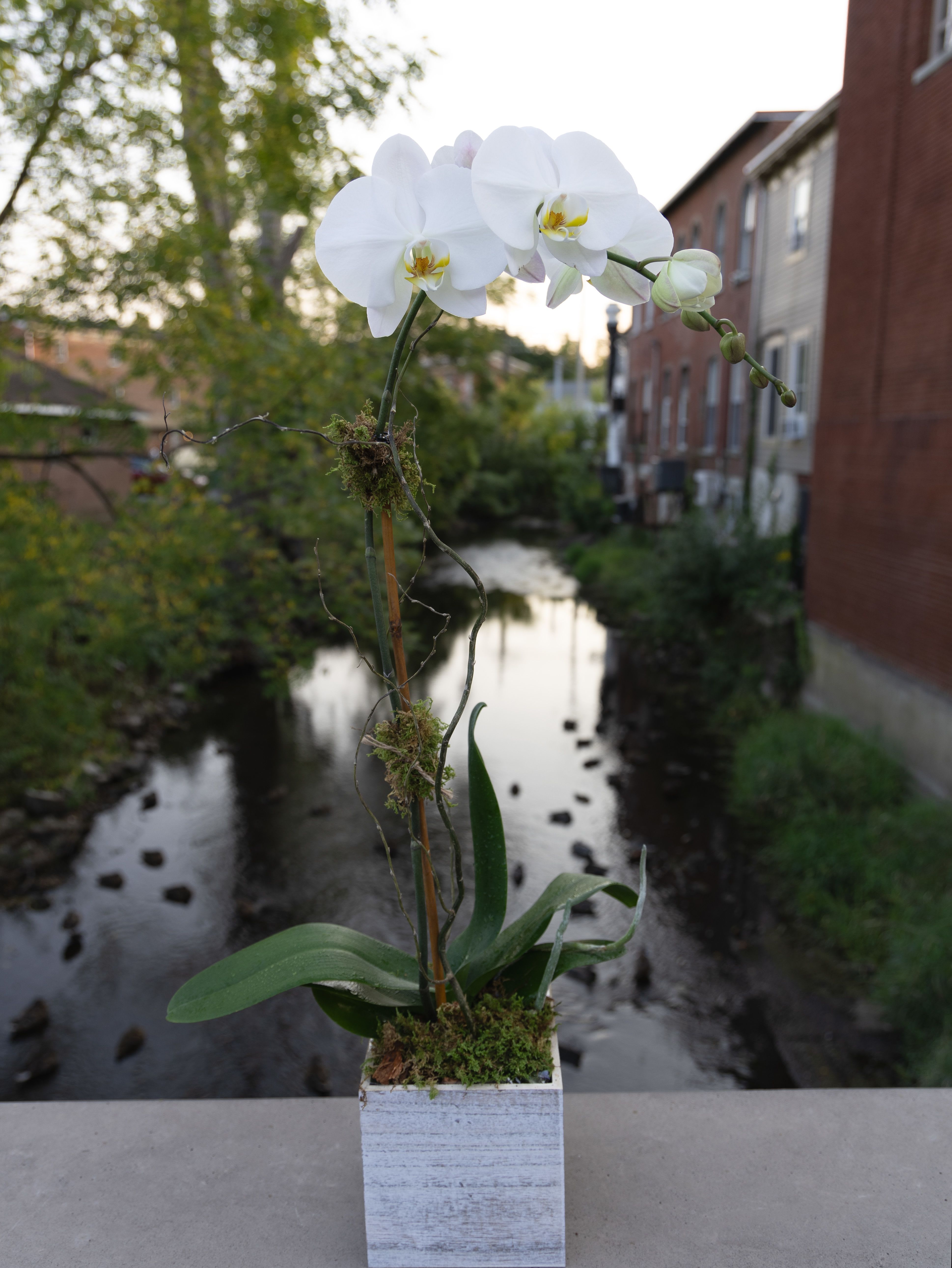 Maryland - White orchid plant 