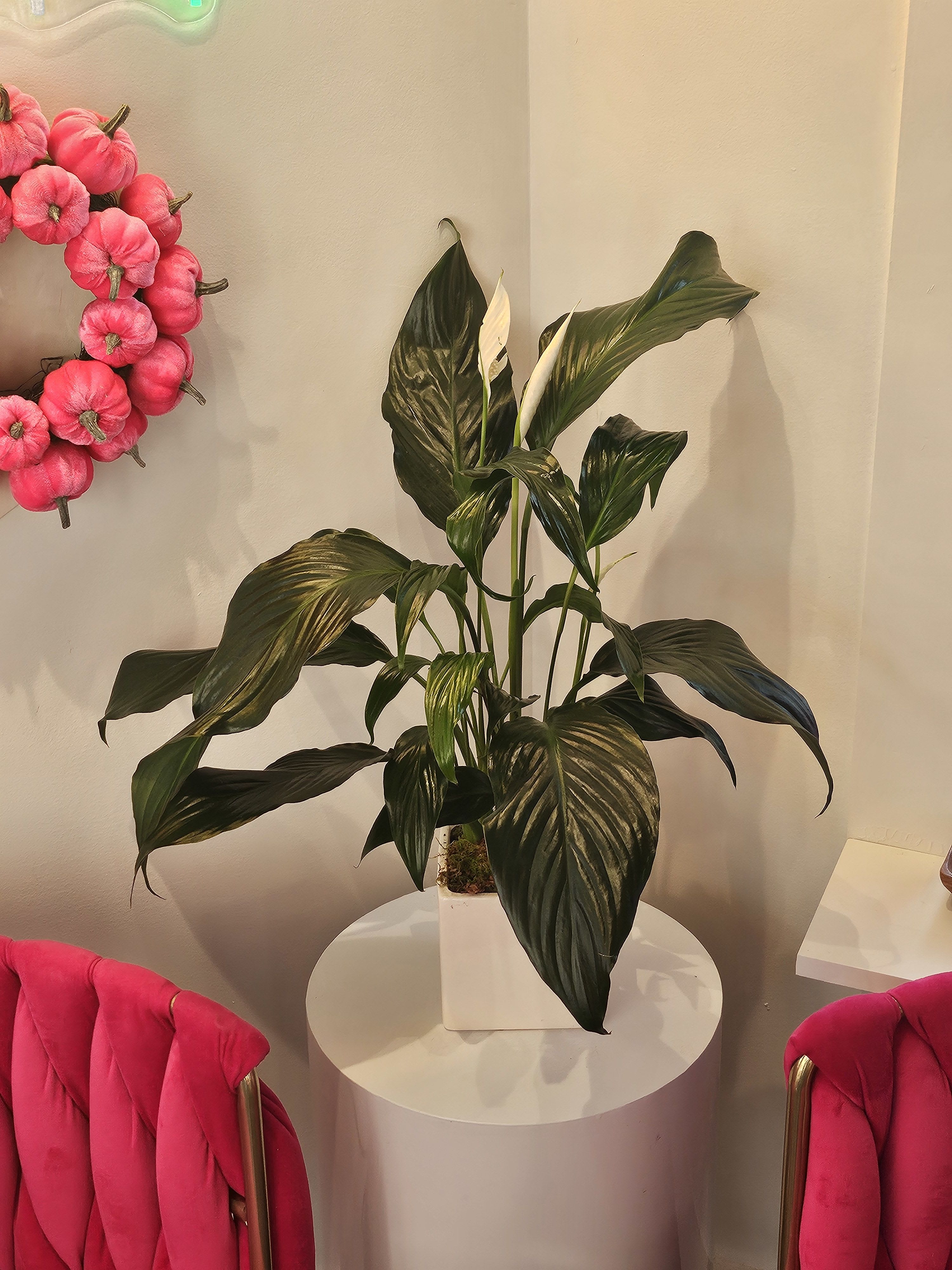Massachusetts - Peace Lily plant  