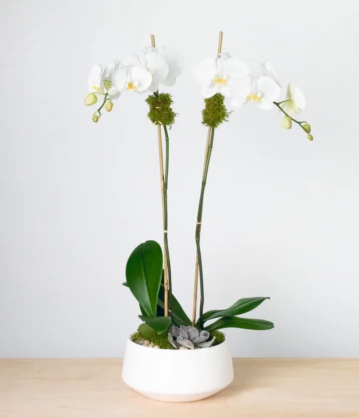 Warwick - Double stem white orchid