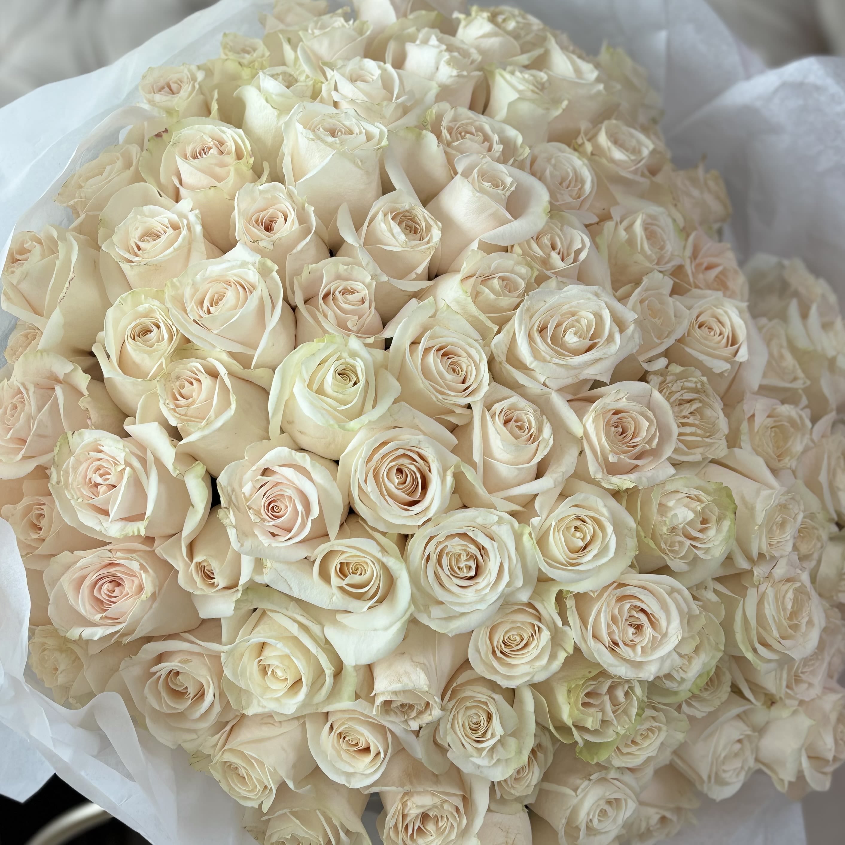 100 WHITE ROSES - Immerse yourself in the ethereal beauty of “Cloud Dream”. This stunning bouquet features a dense, rounded cluster of roses in soft pastel shades of cream. Each bloom is fresh and meticulously arranged to create a dreamy, elegant display. Wrapped in white paper, “Cloud Dream” is perfect for weddings, anniversaries, or as a luxurious gift to convey affection and appreciation.  Stem 70 cm 