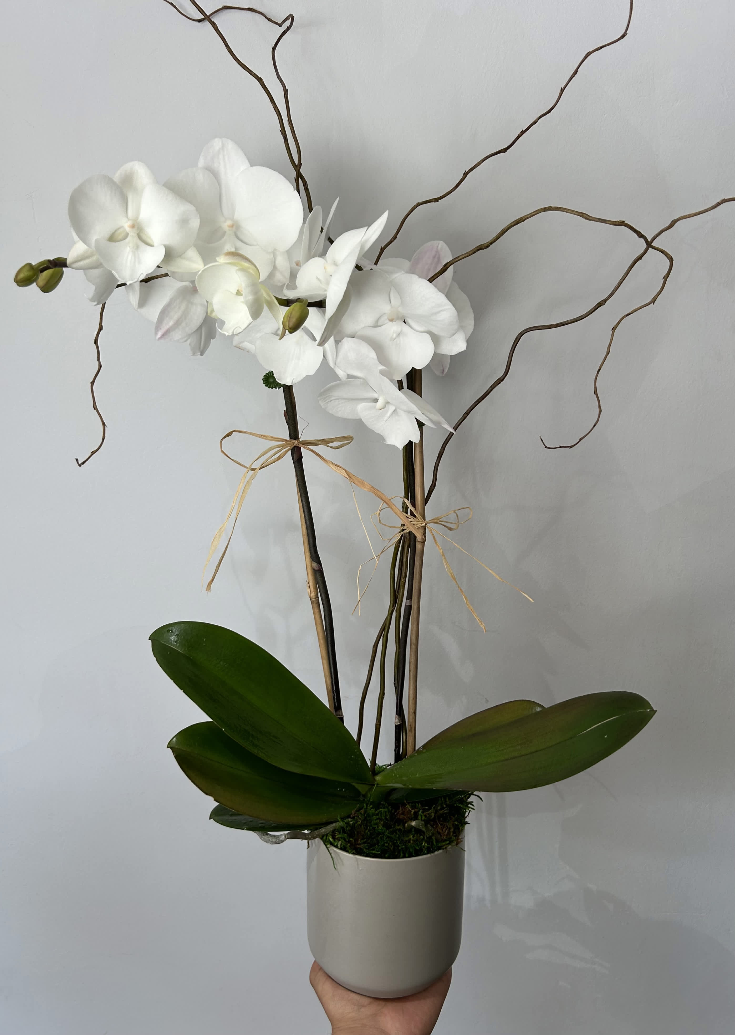 Potted White Orchid Potted White Orchid - White orchid potted into a ceramic vase.