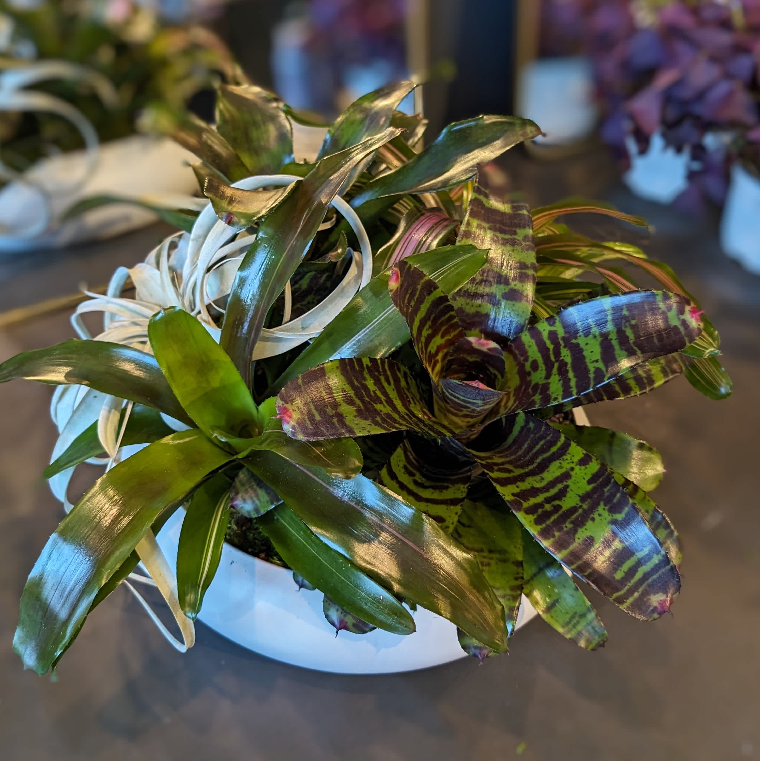 Bromeliad Centerpiece lasts months Bromeliad Centerpiece lasts months - Gorgeous bromeliad mix is chic for any round table.