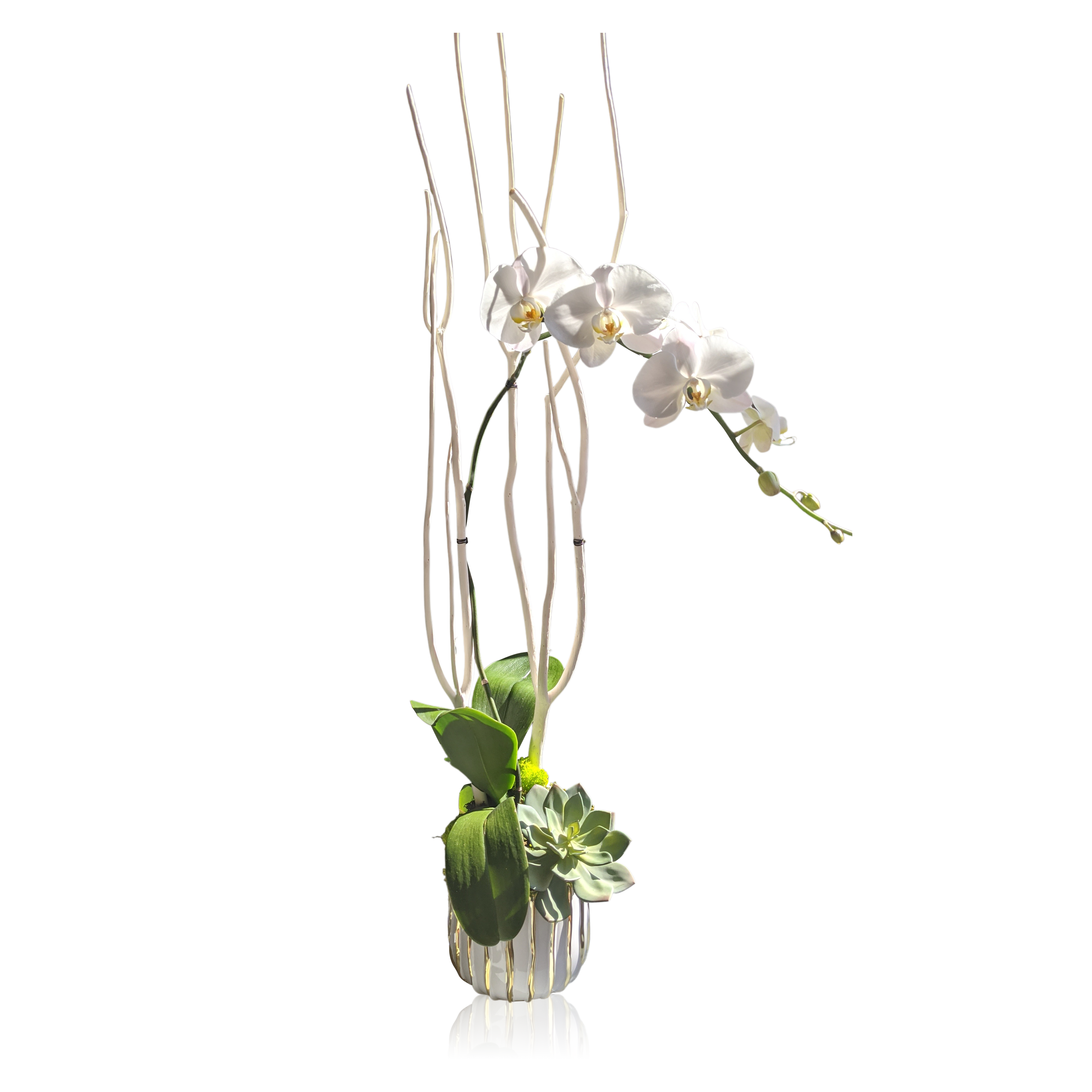 Blanc De Blanc Gift Orchid Blanc De Blanc Gift Orchid - An exquisite white phalaenopsis orchid paired with bleached matsumoto branches and green succulent accent. Shown here with moss green feather accent and lime green reindeer moss in a white and gold ceramic cache pot. Also available in Fuschia or Lavender
