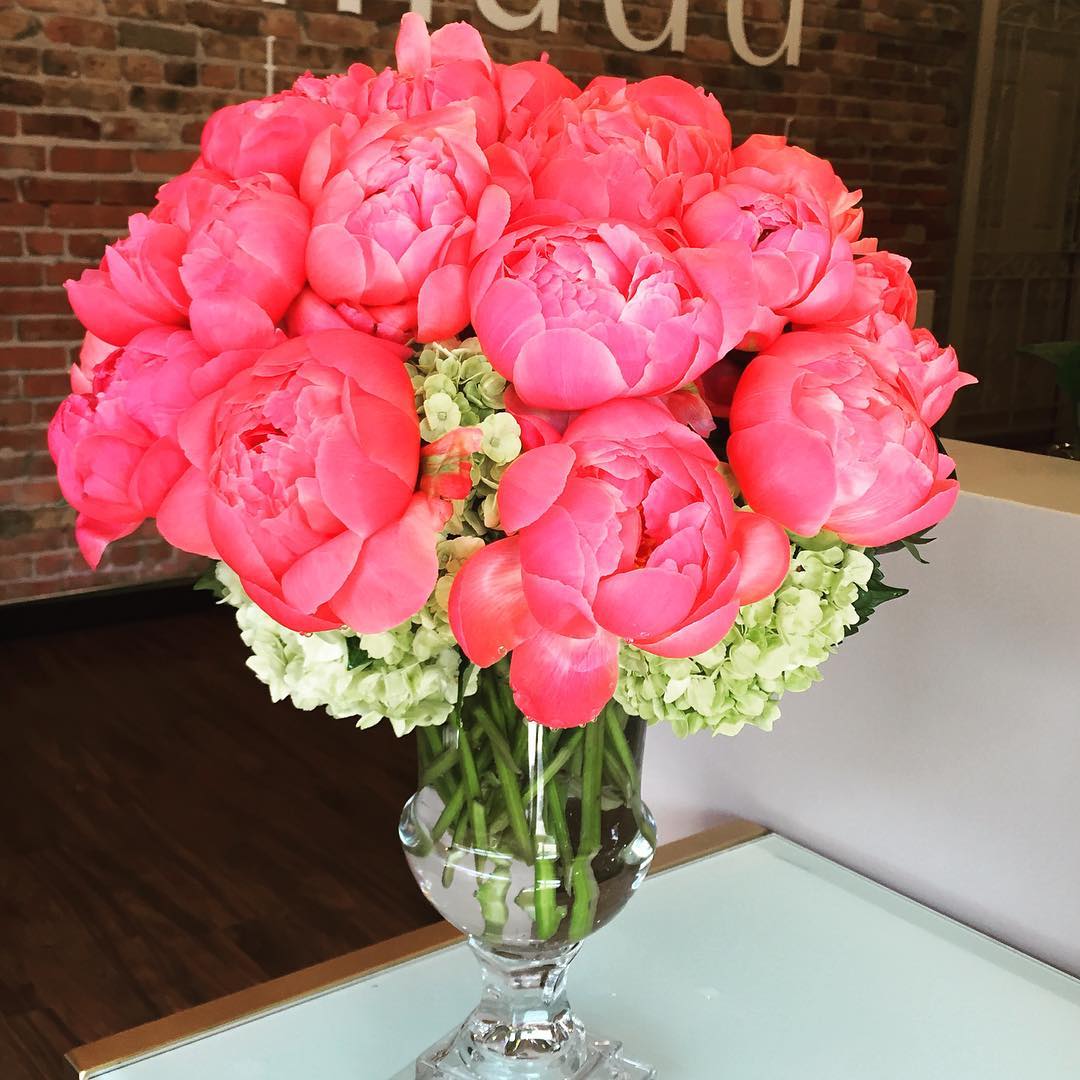 Classic Coral Charm Peonies - Incredible peonies with green hydrangea in a classic glass roman urn.  Peonies in photo are fully open, but will arrive with half buds. 