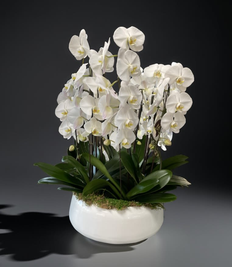 Cascading White Orchid Cascading White Orchid - The flowers of the popular and beautiful phalaenopsis orchid plant are thought to resemble moths in flight – and this exotic and graceful living gift, potted for a long blooming time, will decorate any room with elegance, five to six Cascading Orchids in this picture.