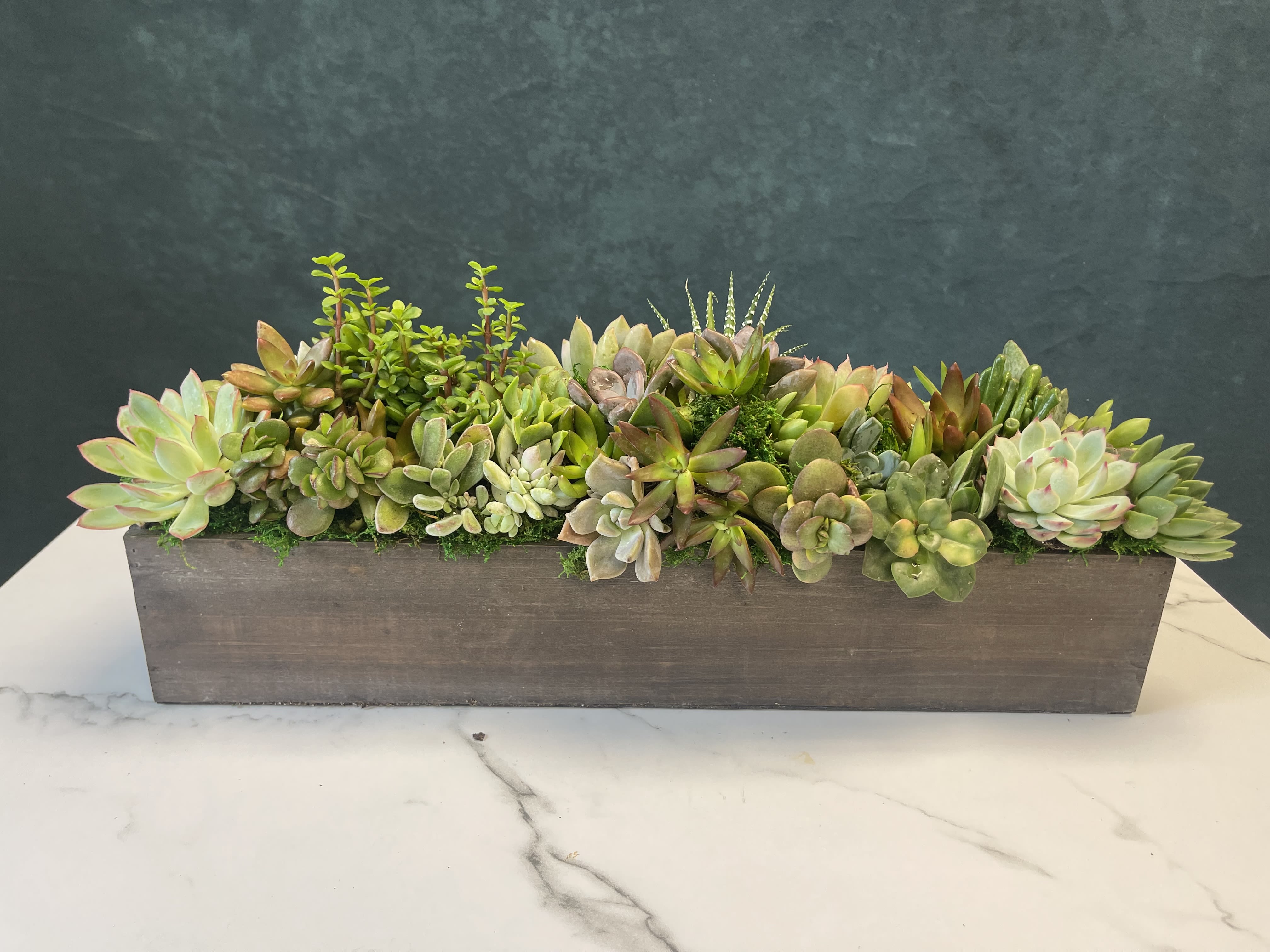 Succulent large box.  - 23 inch box filled with succulents. 