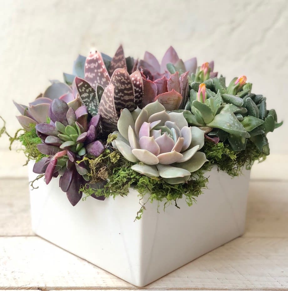Mixed Succulent Garden Mixed Succulent Garden - This mixed garden of living Succulent varieties is low maintenance and beautiful.  Coming in either all Green, or seasonally found in Mixed Colors.  These plants are hardy, love the bring sun, or could live perfectly fine in a dark bathroom.  Approximately 10"x10" - in a low wooden or ceramic container