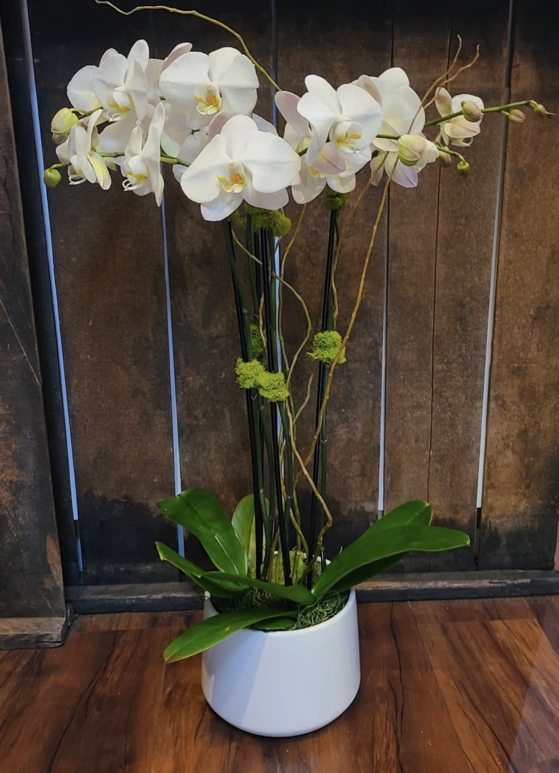 2 Double Stemmed Orchids 2 Double Stemmed Orchids - This orchid arrangement features 2 large double stemmed phalaenopsis orchid plants in a ceramic container. Accessories include curly willow and moss for the perfect finishing touches.