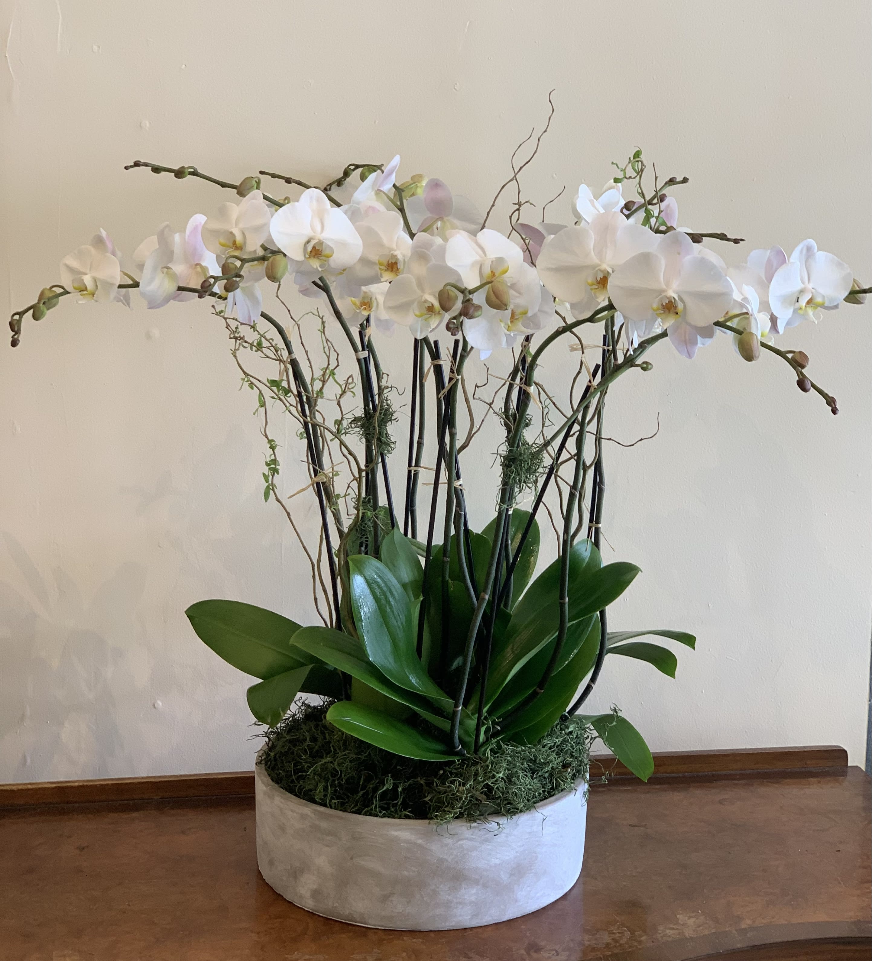 The Show Stopper The Show Stopper - 5 double stem orchids potted in an elegant and modern container, accompanied by moss and decorative curly willow.