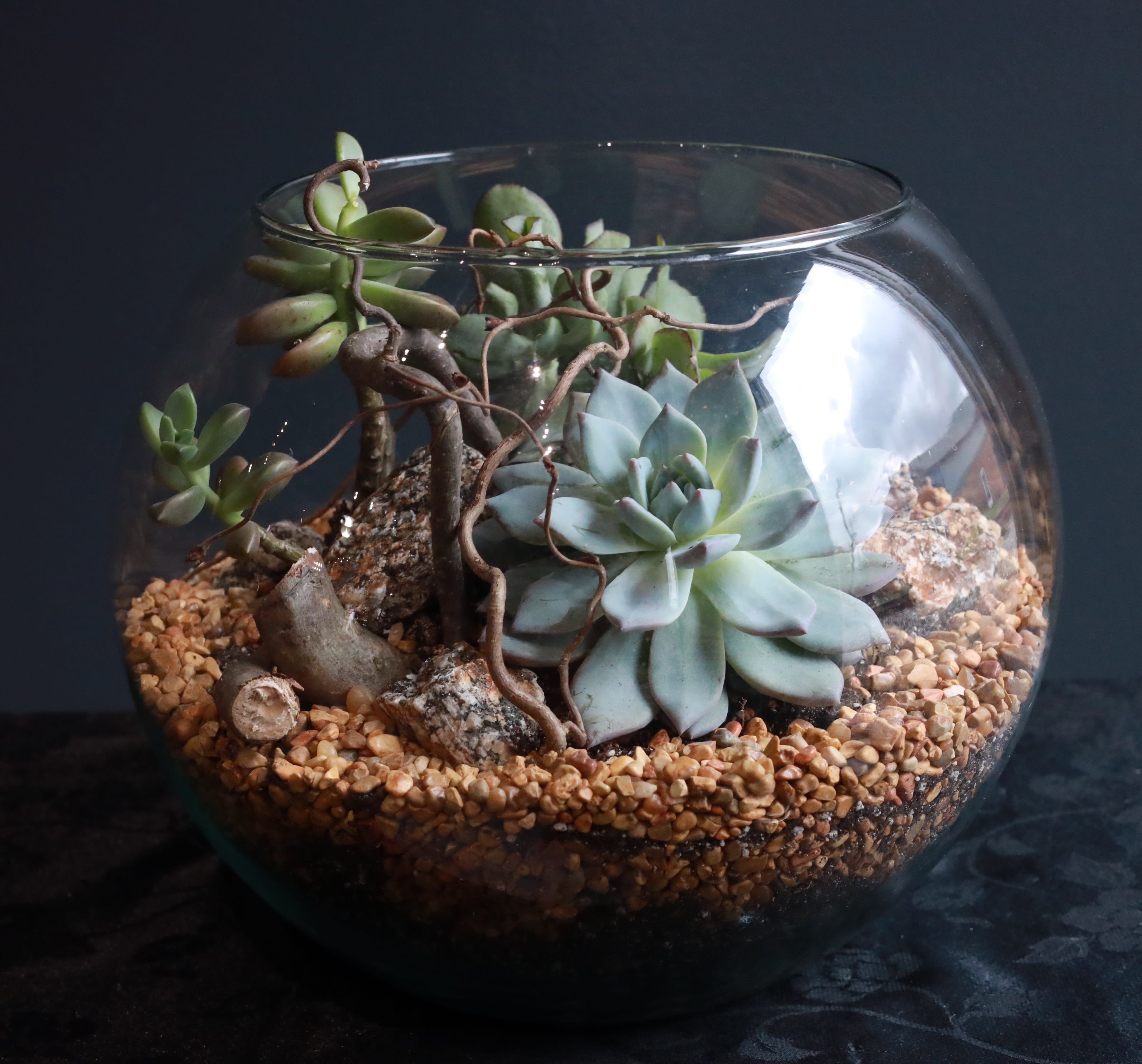 Succulent Garden - A large glass bowl with a variety of our wonderful succulents and touches of nature! 