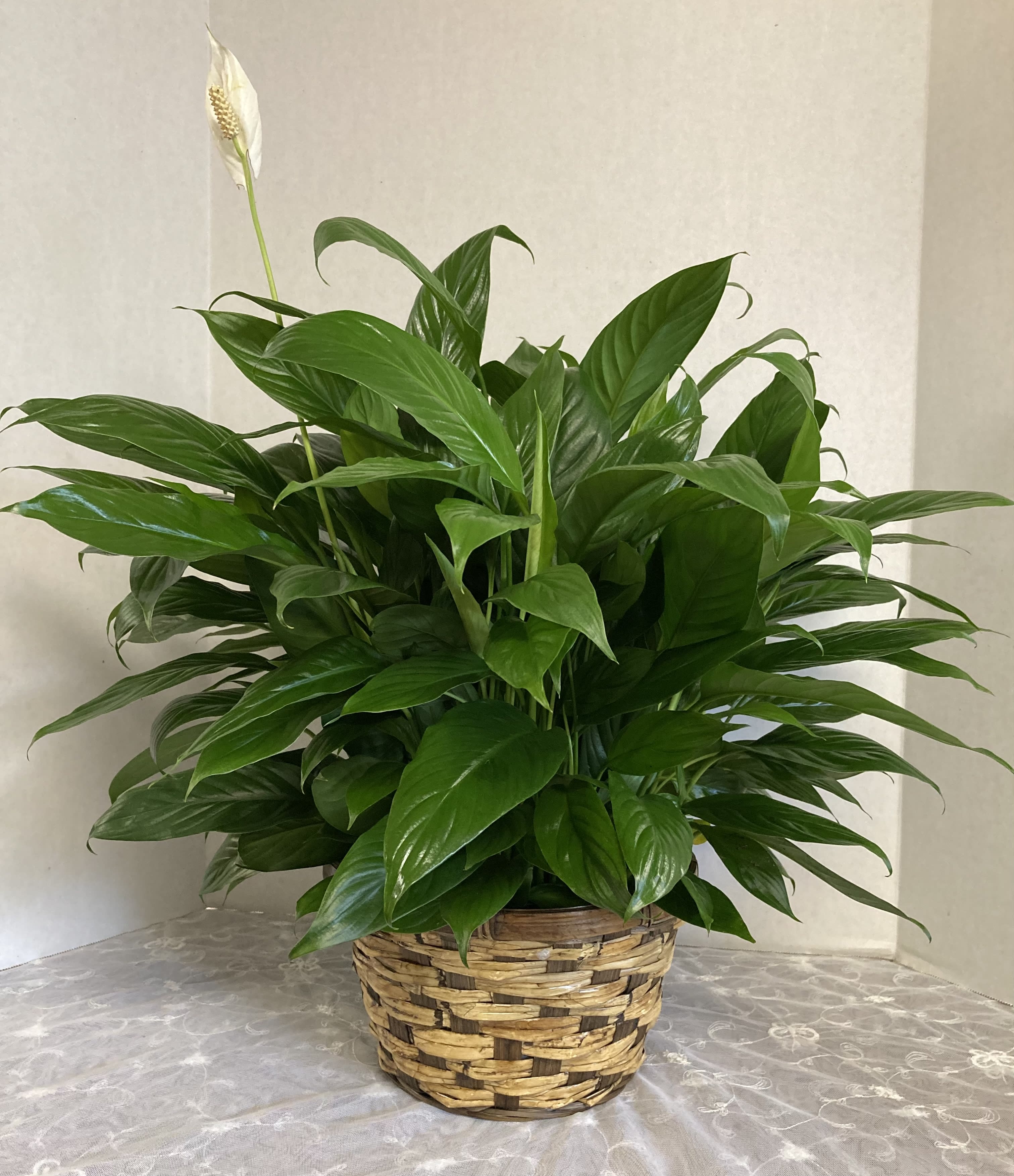 Peace Lily by Candlelight & Roses Peace Lily by Candlelight & Roses - Lovely peace lily is a beautiful gift for many occasions. Lush, easy to care for plant adds some greenery to your space. A thoughtful gift to express sympathy.
