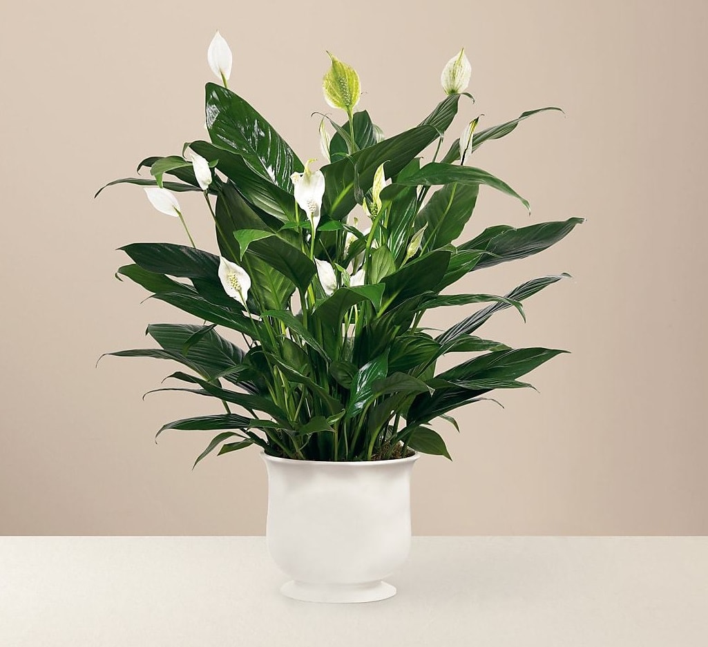 The Comfort Planter The Comfort Planter - Offer unspoken words of comfort, hope and peace. Our creamy white ceramic planter holds an elegant 6 inch peace lily plant. Dark green leaves offer a calm background for the white candle-like blooms of this easy to care for plant. Send as a tribute, and a silent expression of your sympathies.