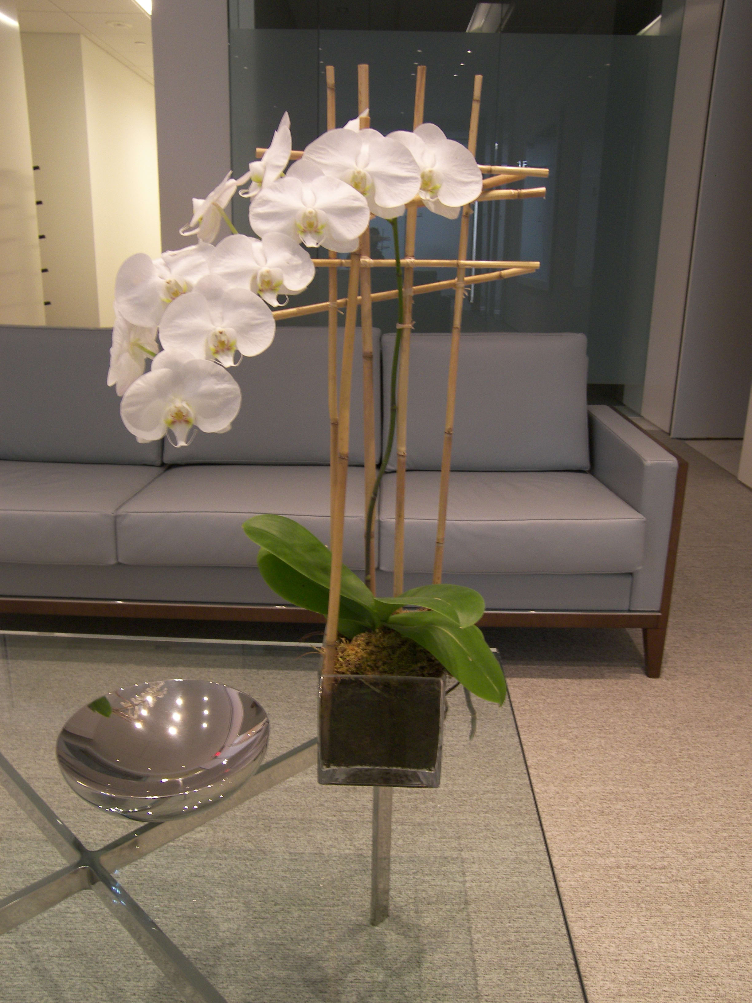 "The Potomac" Phalaenopsis Orchid Plant "The Potomac" Phalaenopsis Orchid Plant - White Phalaenopsis Orchid Plant, tall and strong. We use flowers that are available at that given time. The look and the freshness of the flowers are always the most important, therefore the arrangement may vary. Substitutions may be made based on best product available.