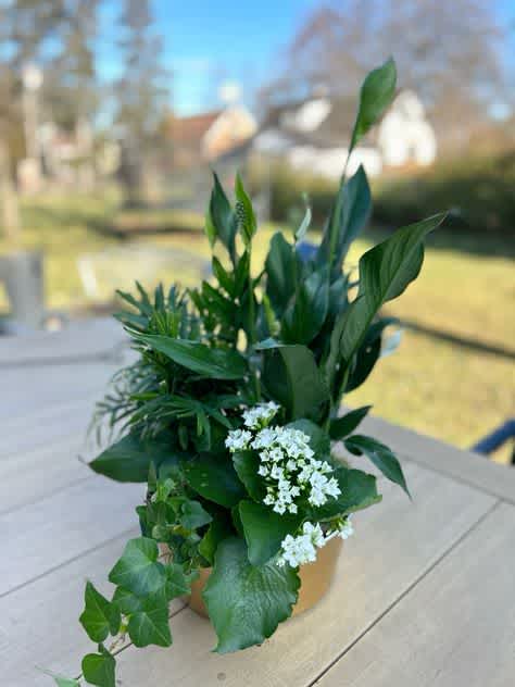 Buy me a house plant Buy me a house plant - A mix of plants in a beautiful container