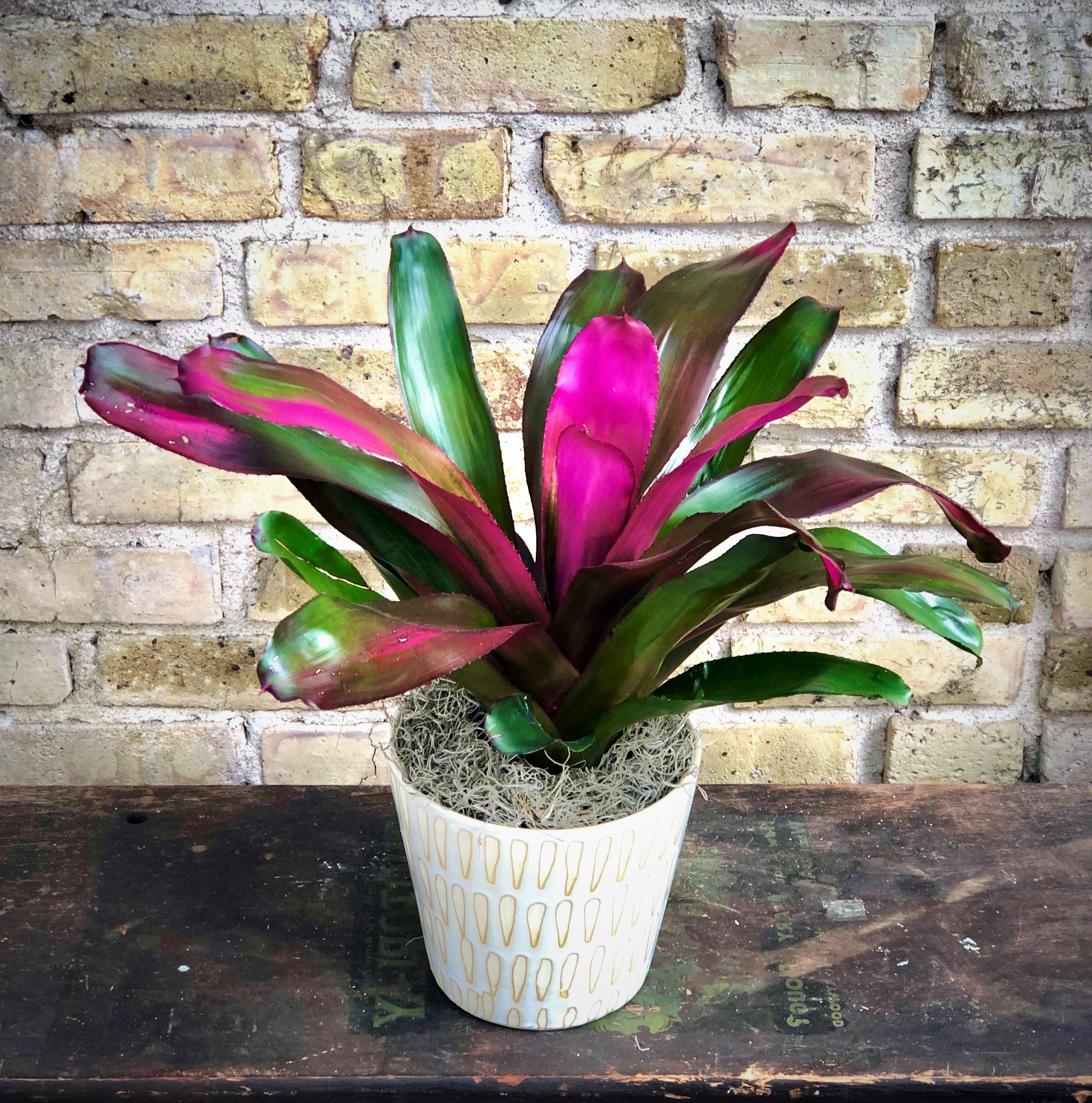 Tropical Paradise - A Nice Bromeliad Plant Can Brighten Up Any Space. Easy to Care For and Long Lasting Make This a Wonderful Gift. Type of bromeliad and container may vary. 