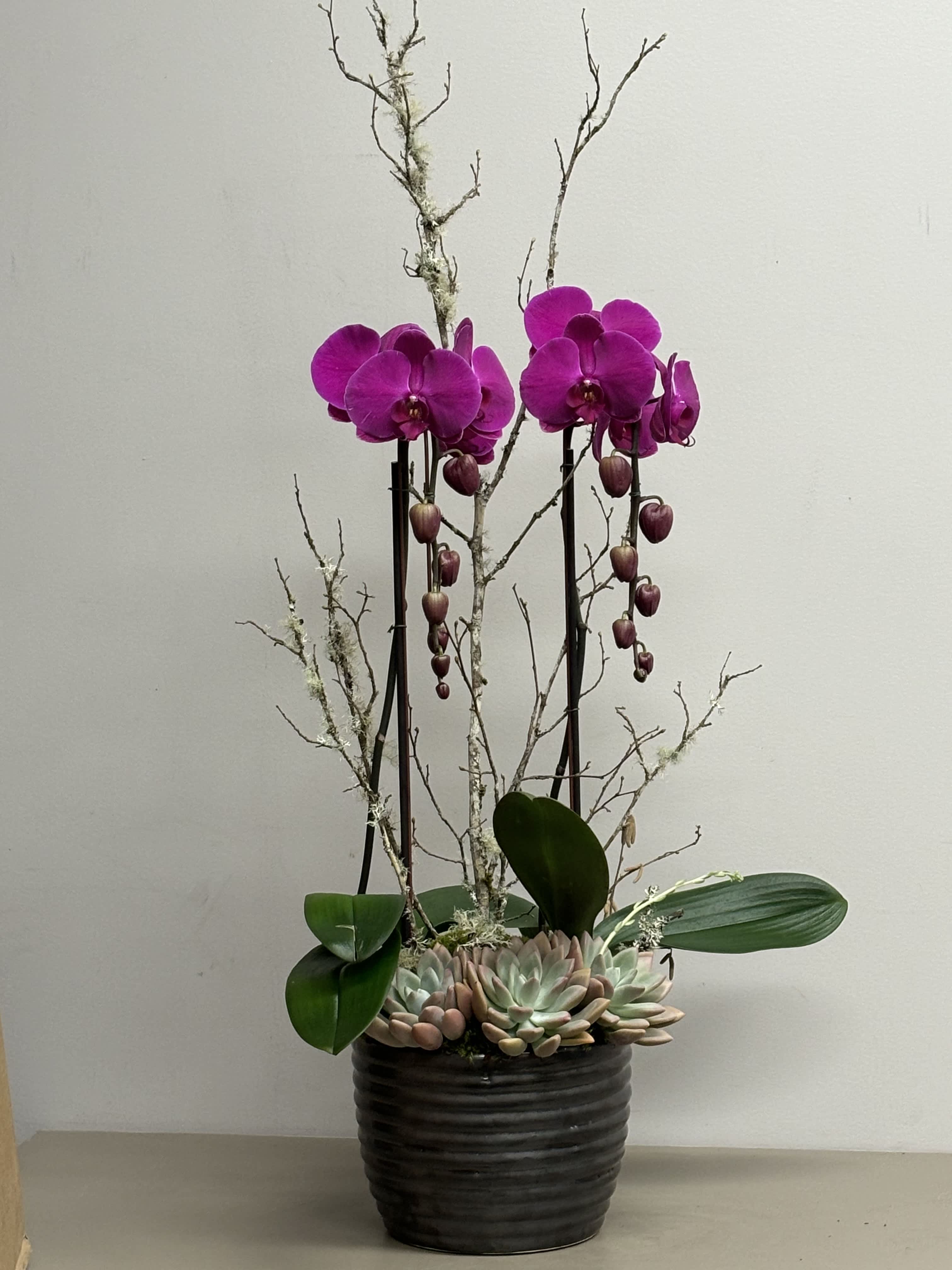 Purple Orchids Purple Orchids - 2 Beautifully arranged purple Phalaenopsis Orchid plants in a ceramic container with moss and succulents.